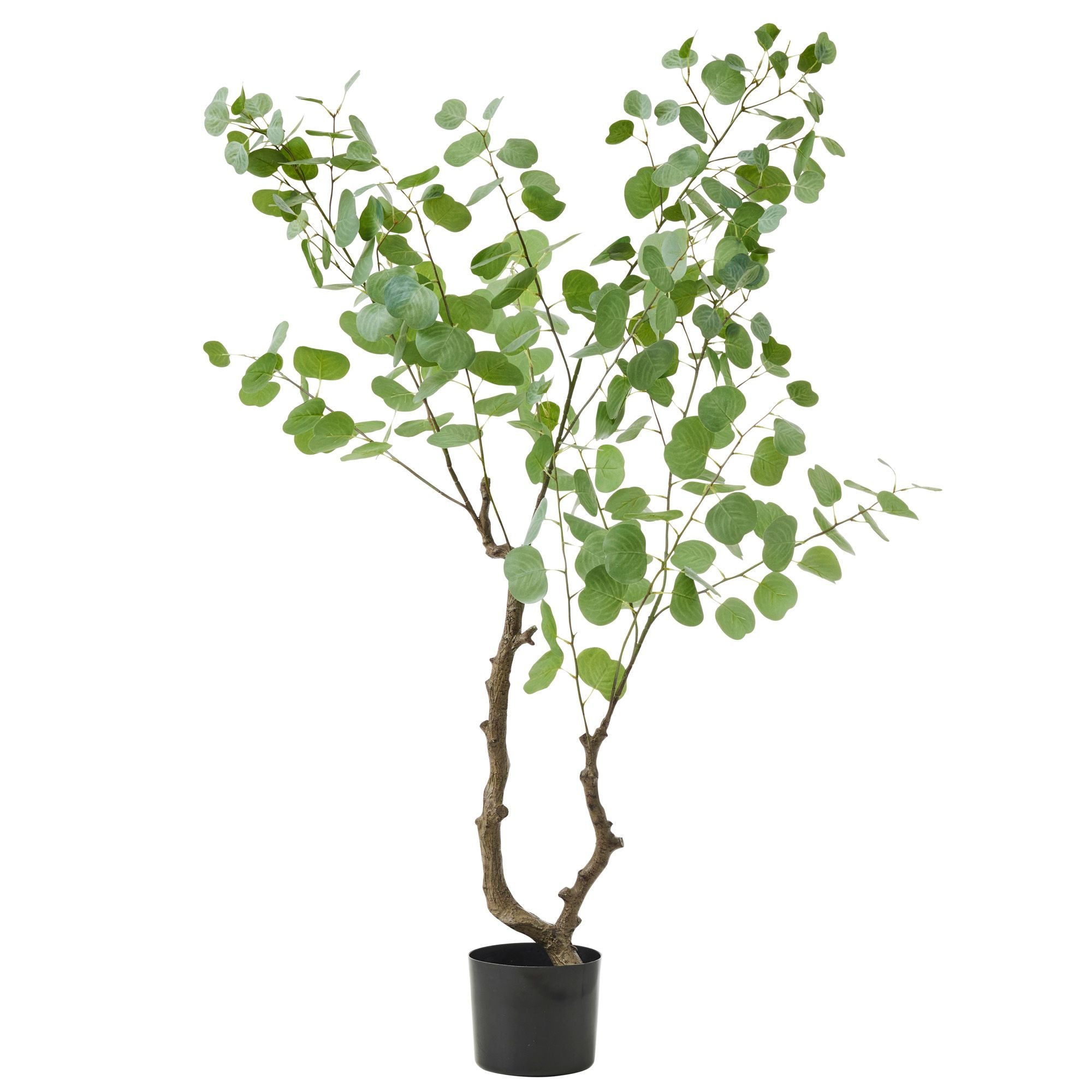 Life Botanic Eucalyptus Tree with Pot