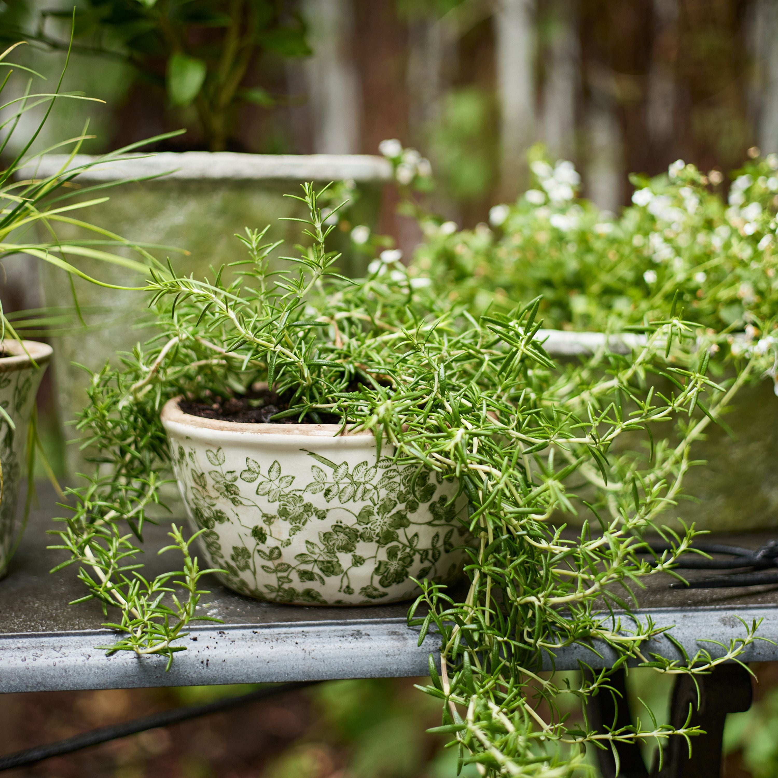 French Country Botanical Pot Small