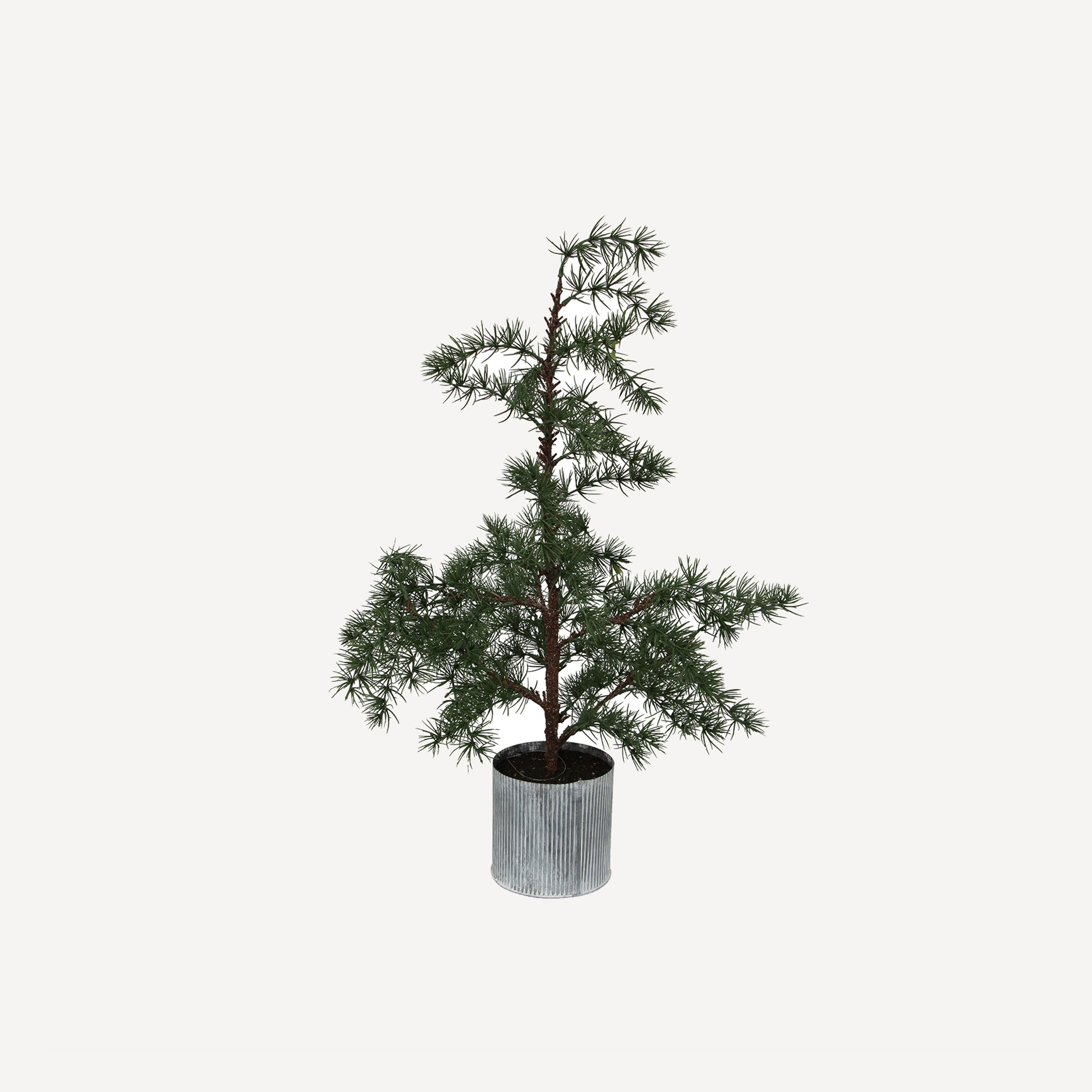 French Country Potted Fraser Fir Tree Small