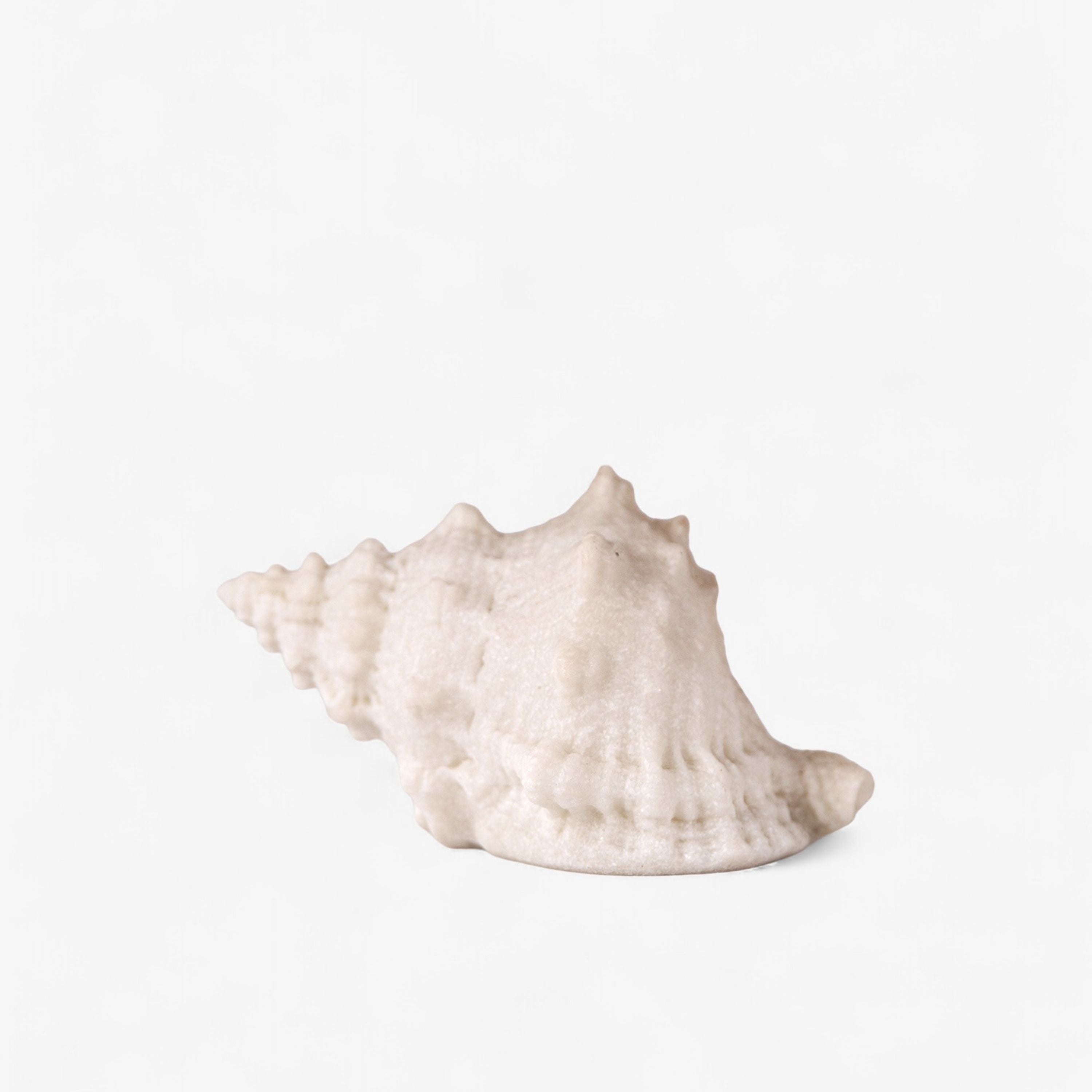 French Country Conch Shell Decorative Light Up