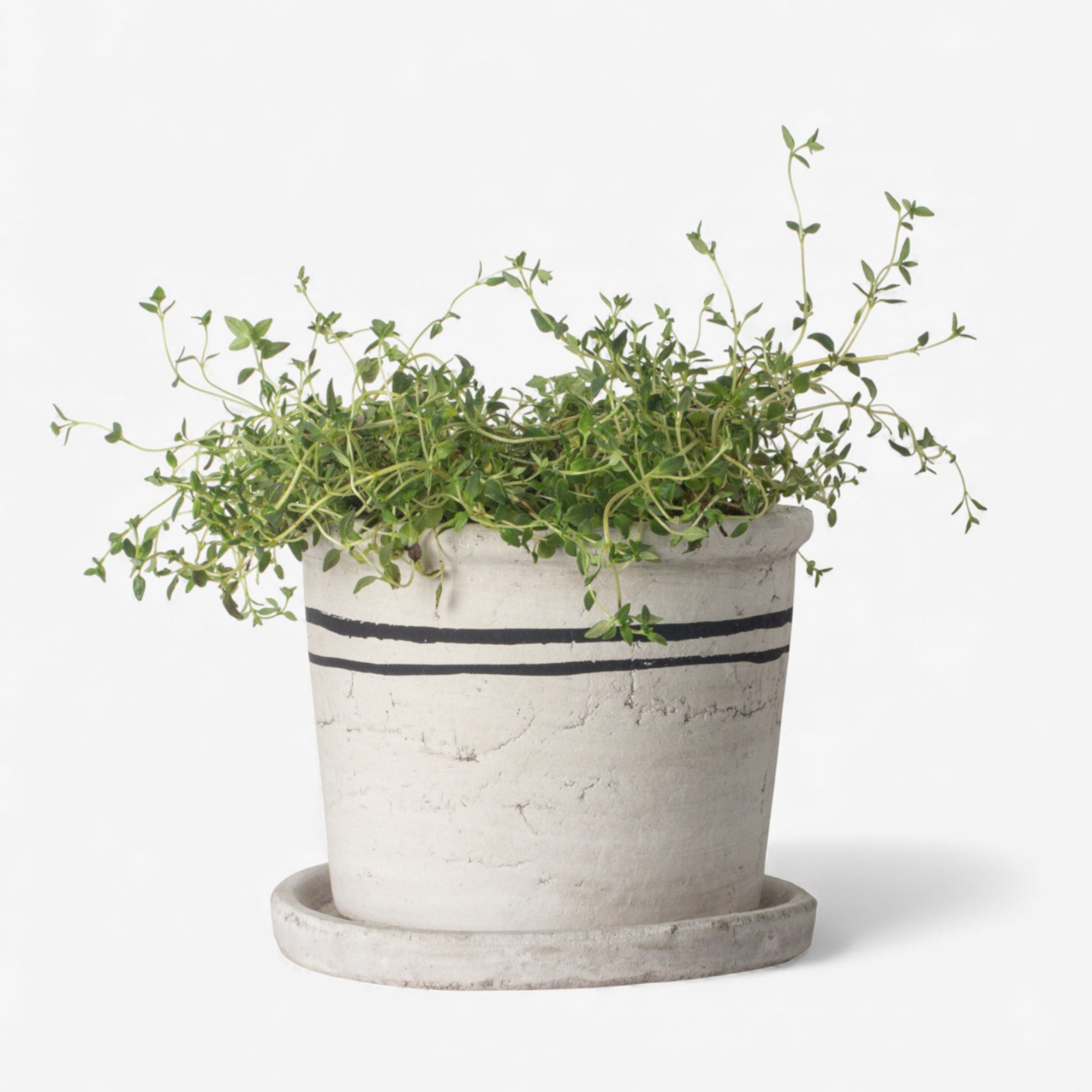 French Country Lisbon Herb Pot Medium
