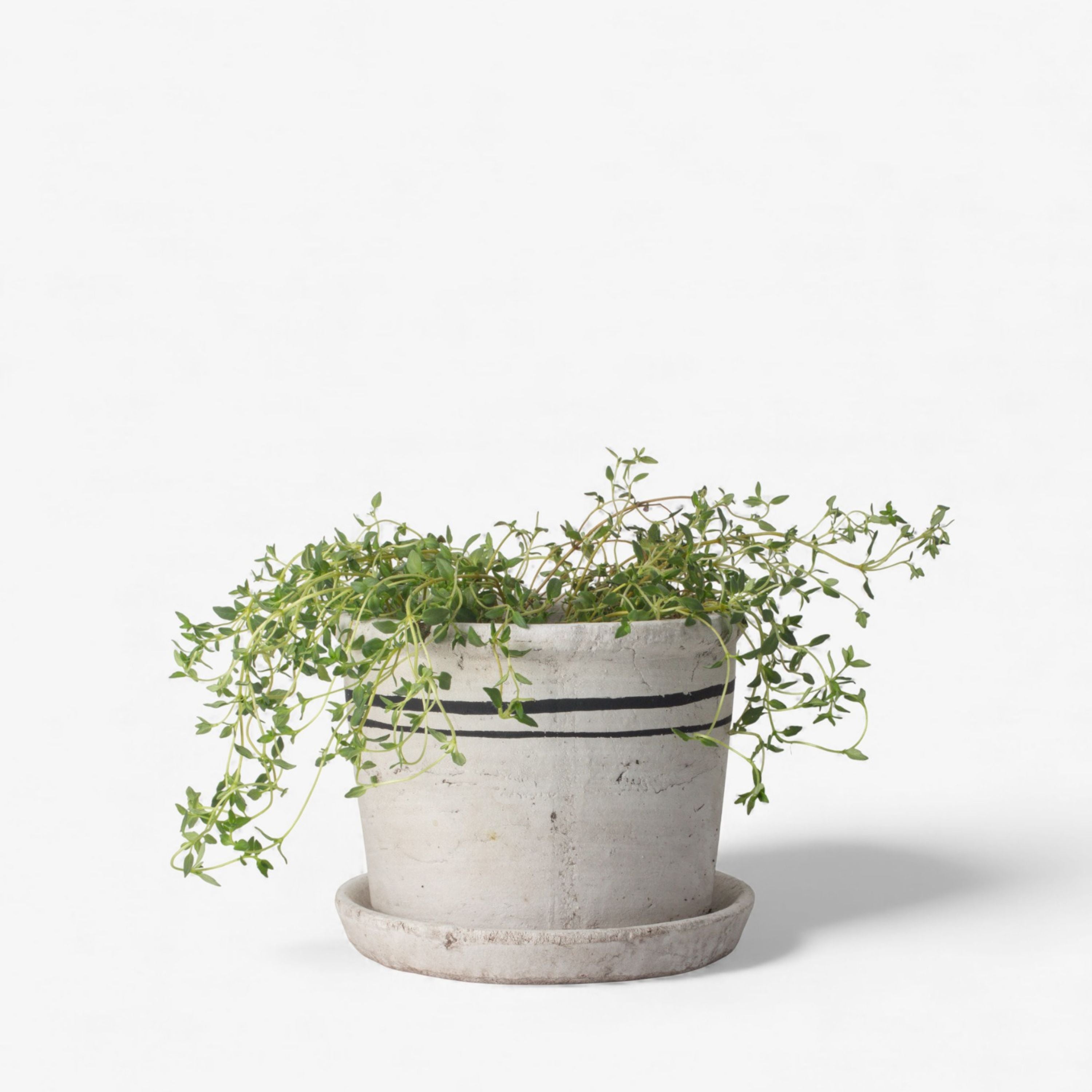 French Country Lisbon Herb Pot Small