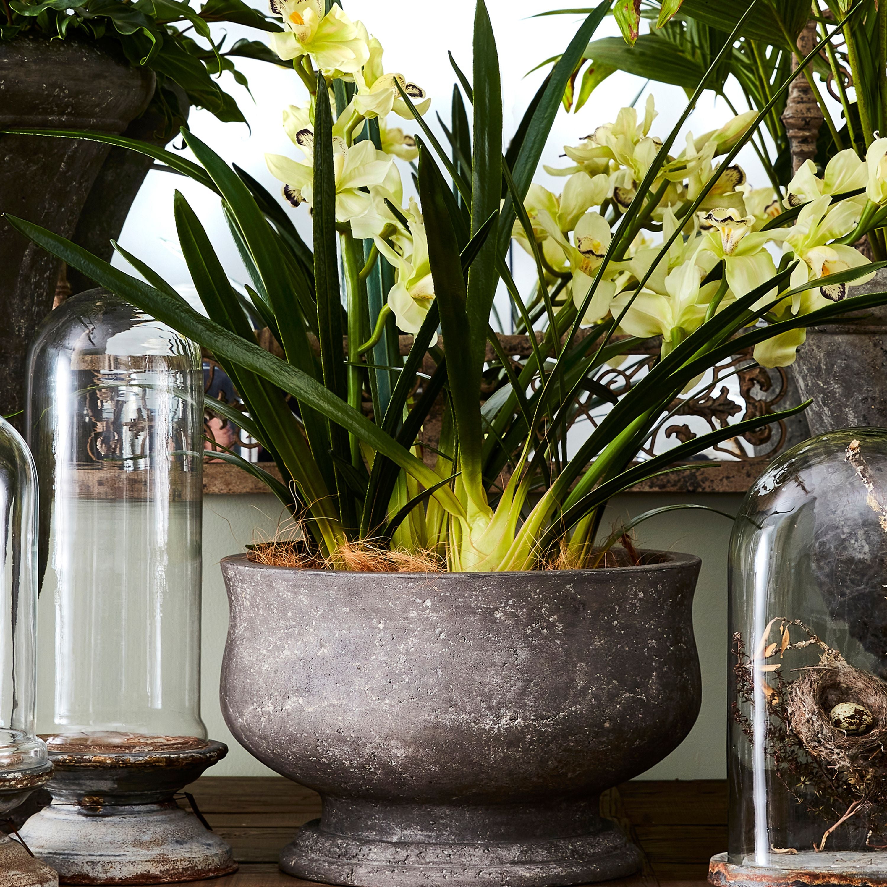 French Country Orchid Planter Large