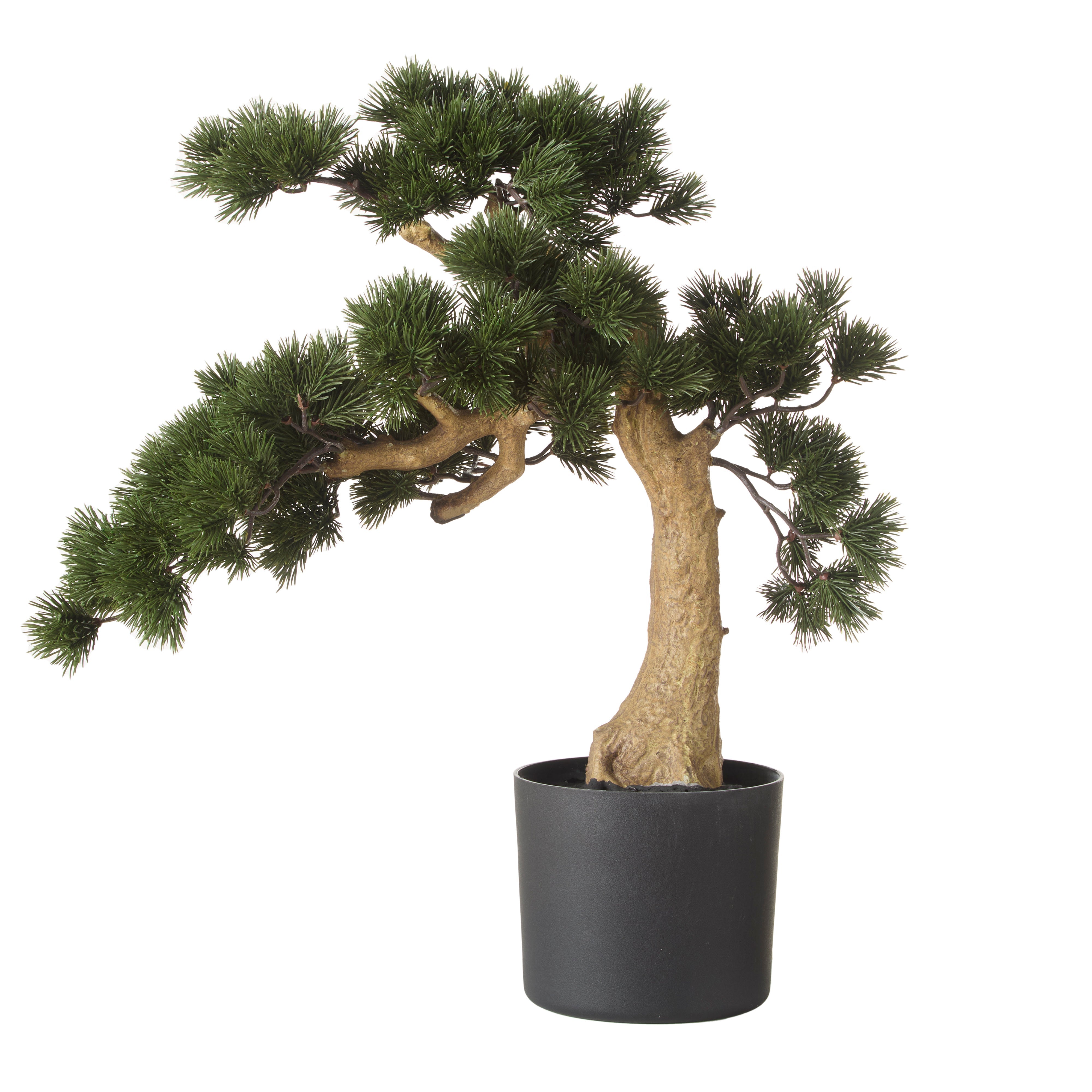 Rogue Pine Bonsai - Garden Pot 55cm