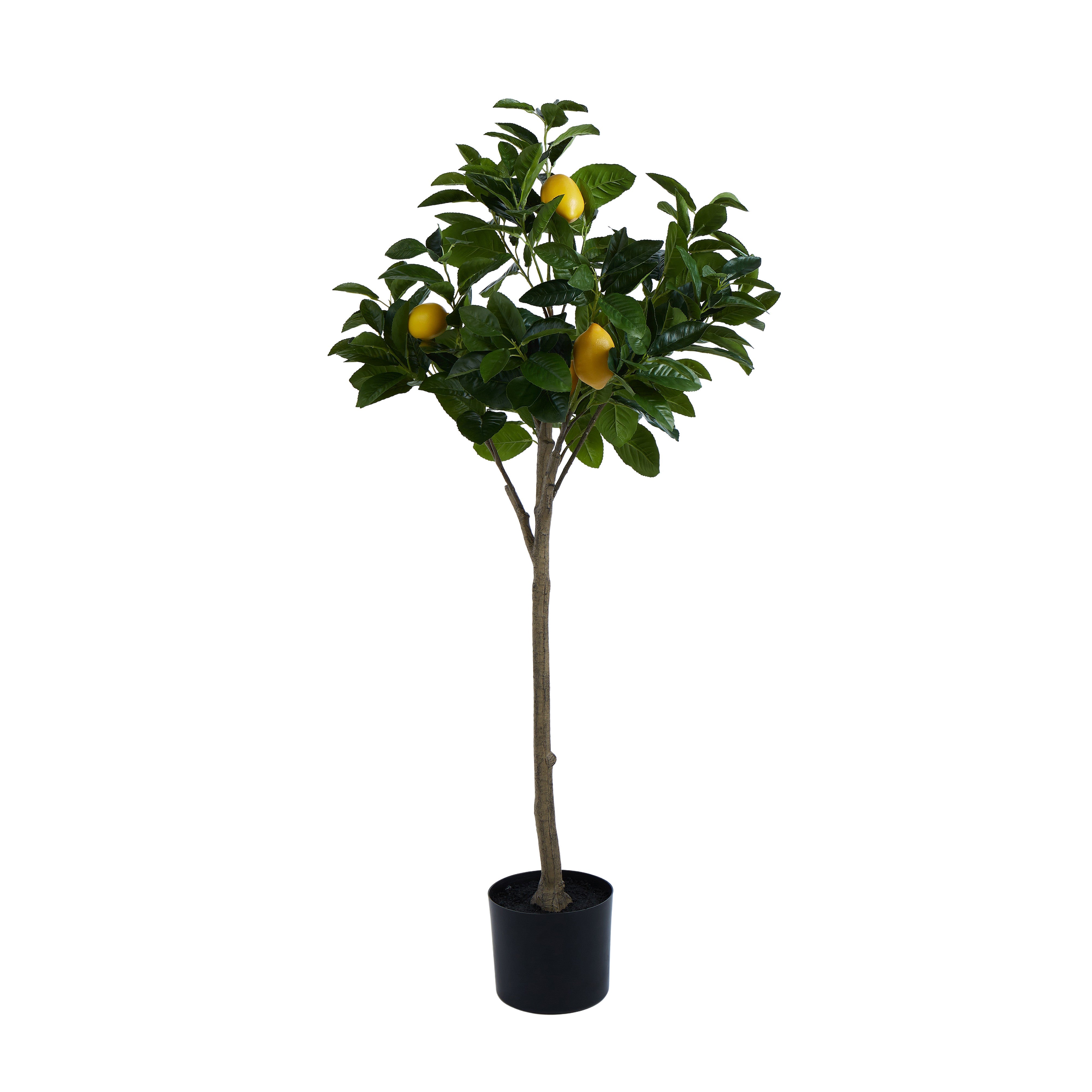 Rogue Lemon Tree 60cm