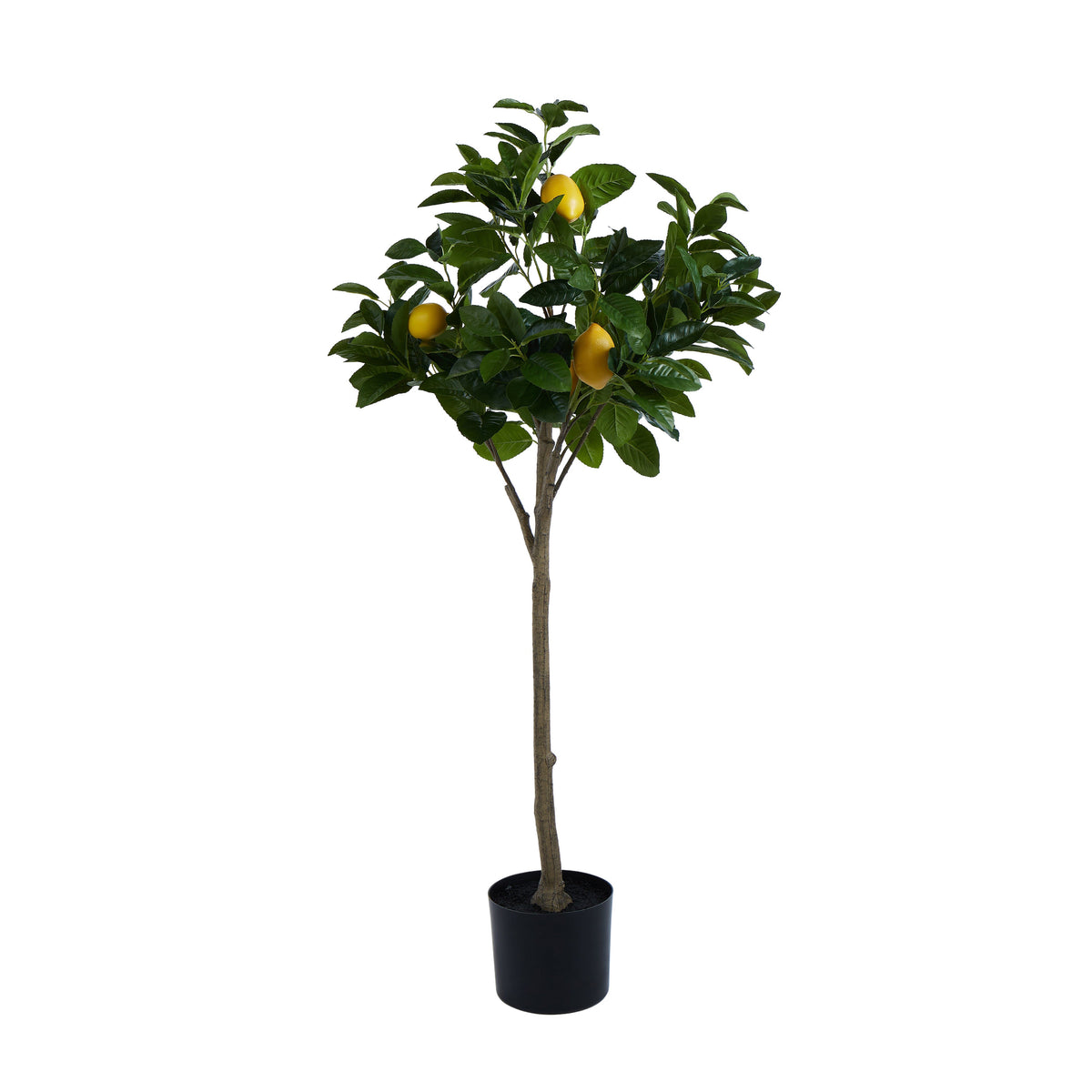 Rogue Lemon Tree 60cm