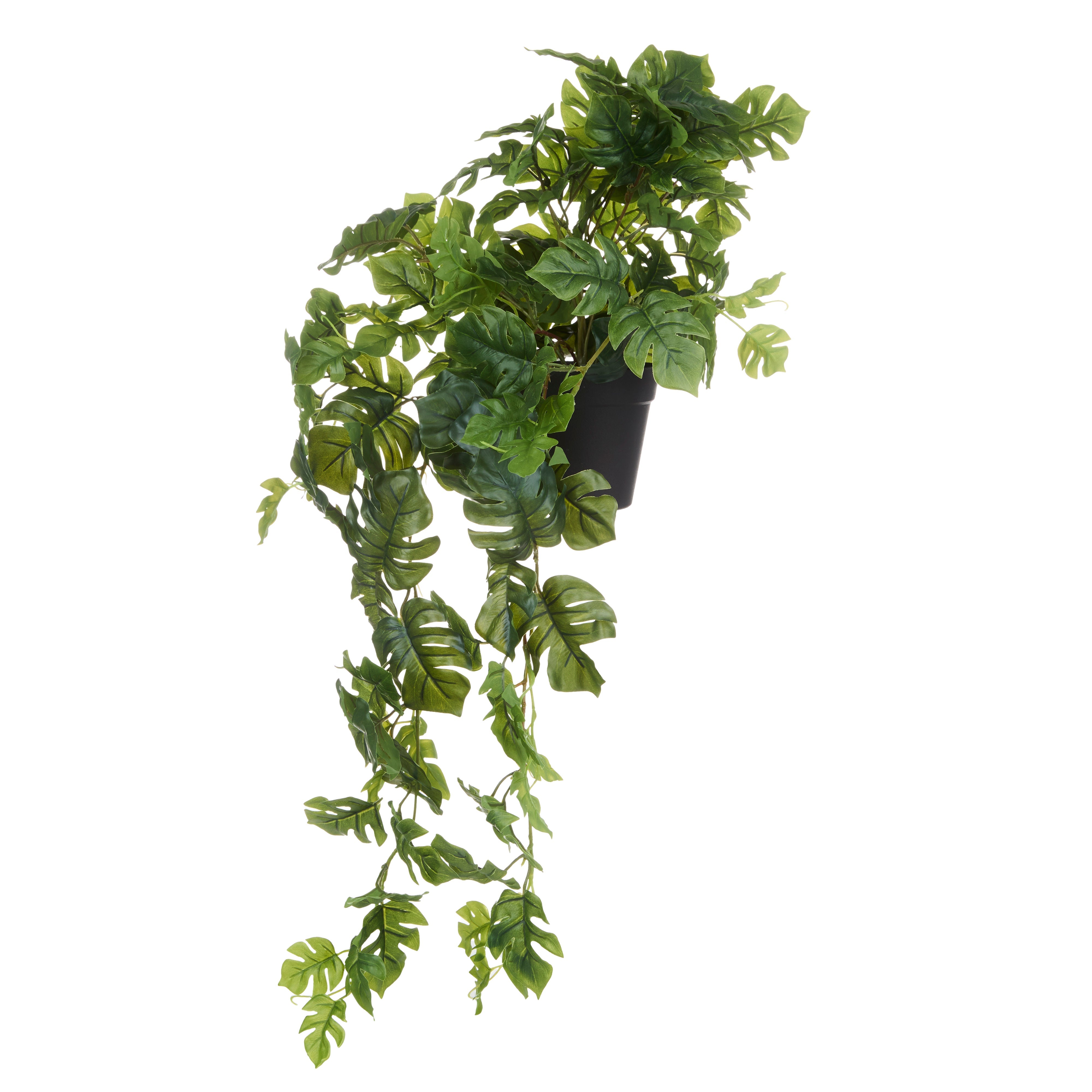 Rogue Monstera Hanging
