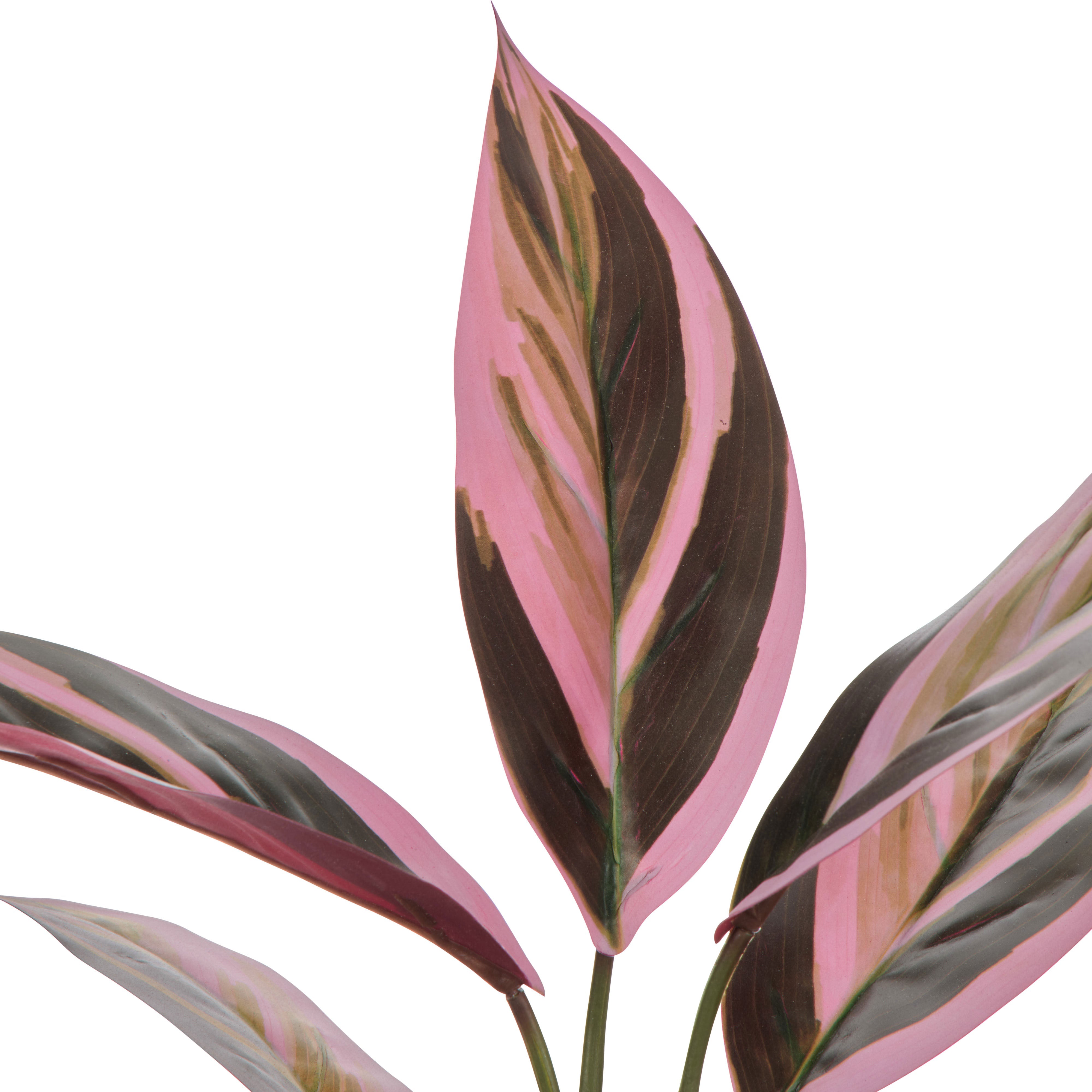 Rogue Cordyline Garden Pot