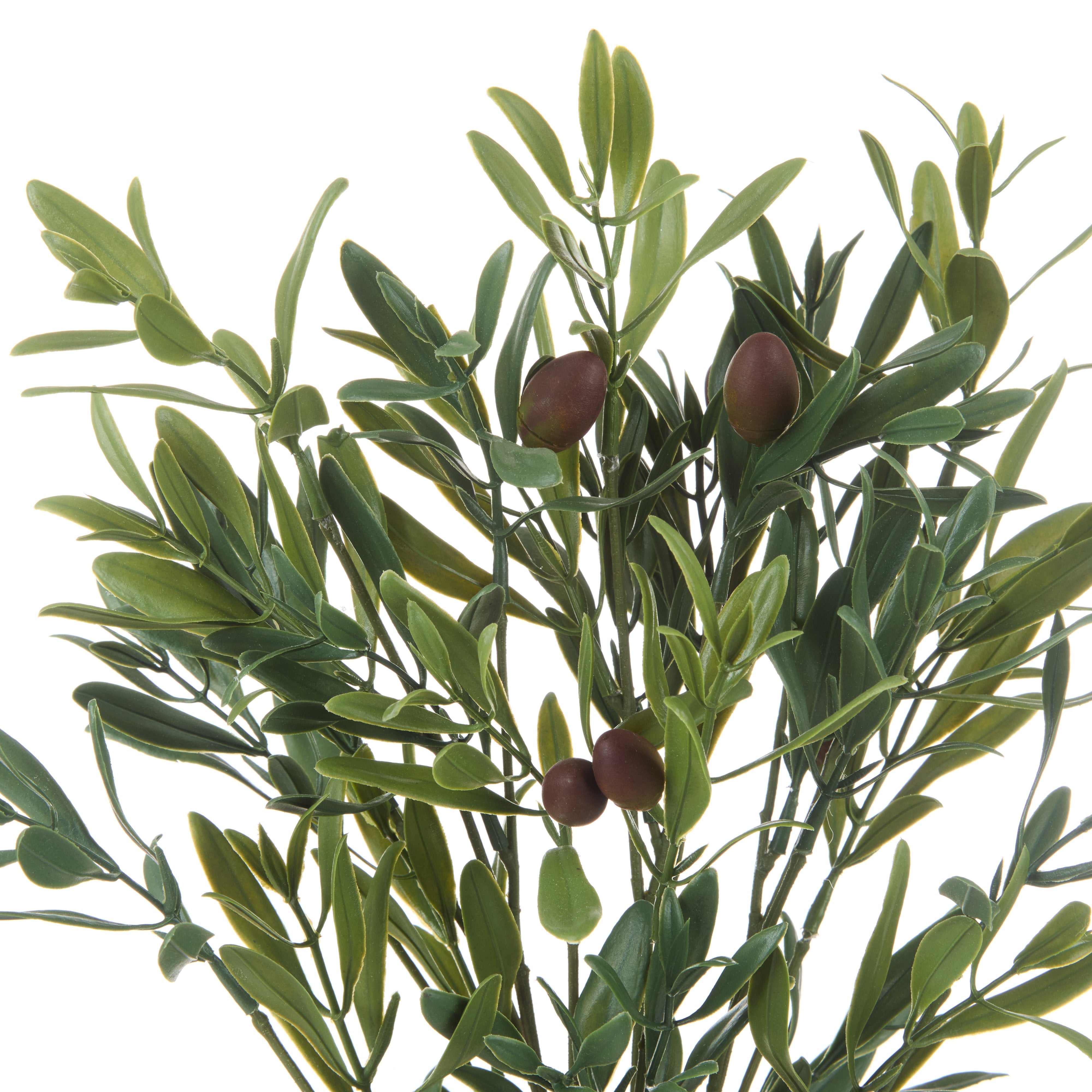Rogue Olive Bunch