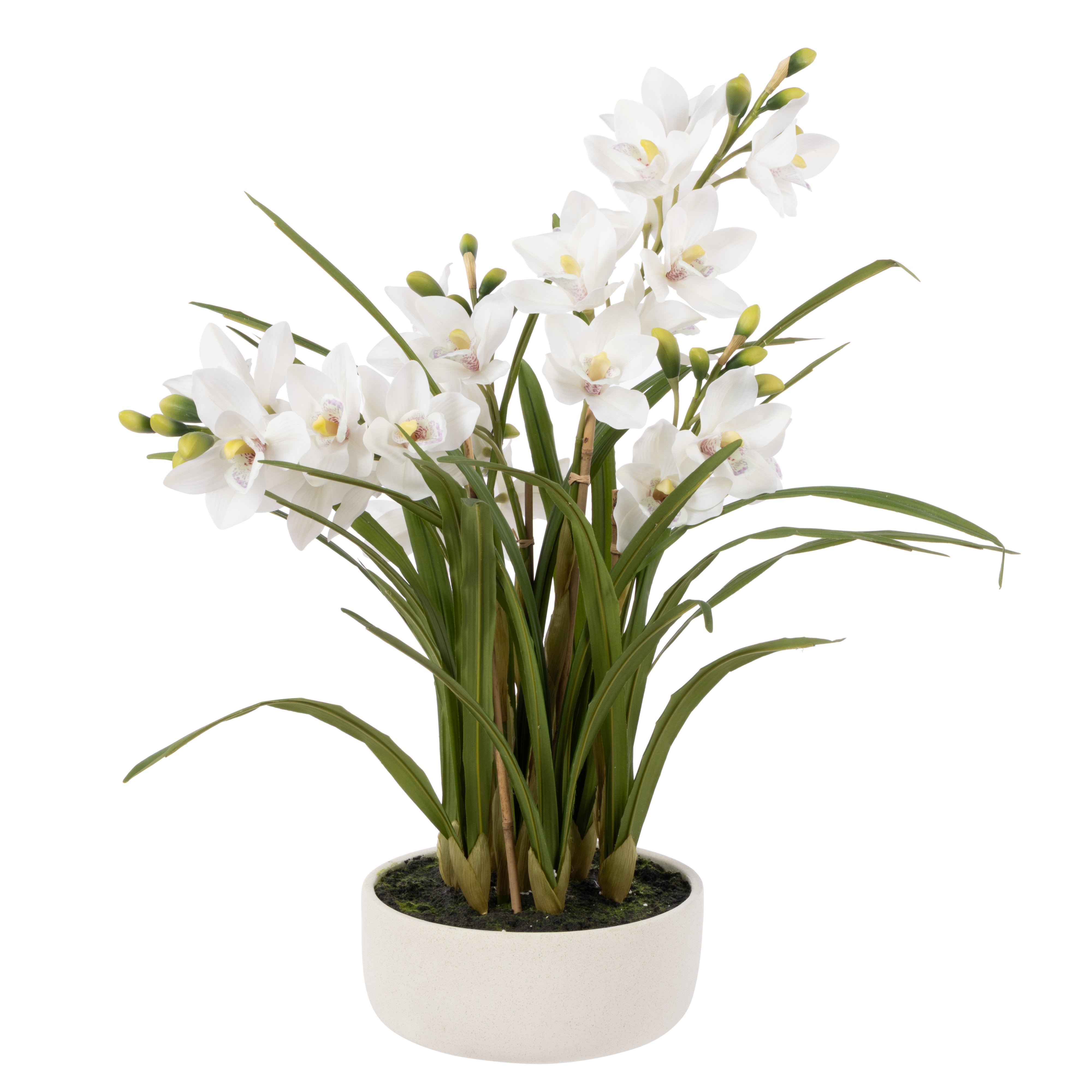 Rogue Cymbidium Orchid Pot 85cm
