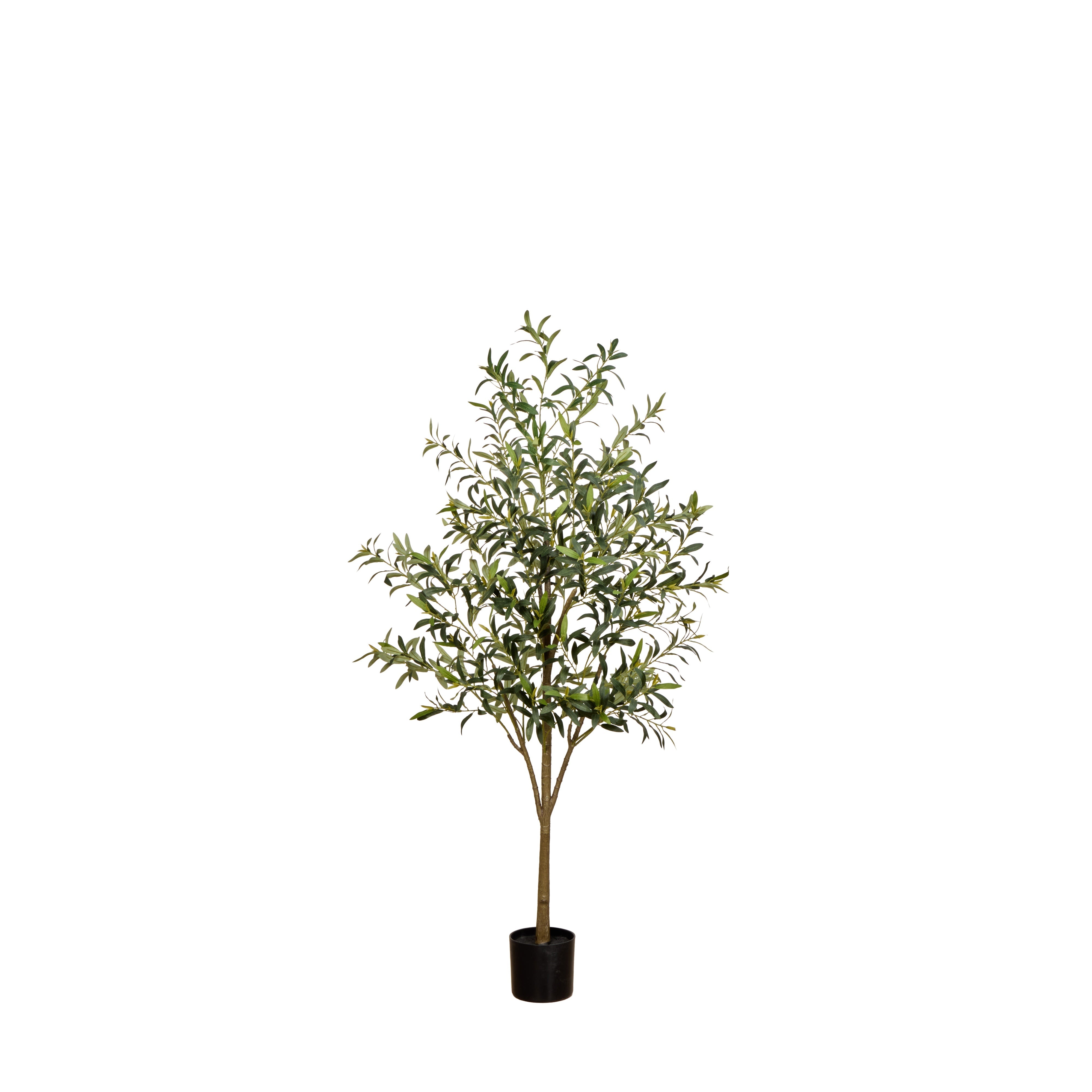 Rogue Olive Tree - Fruitless 170cm