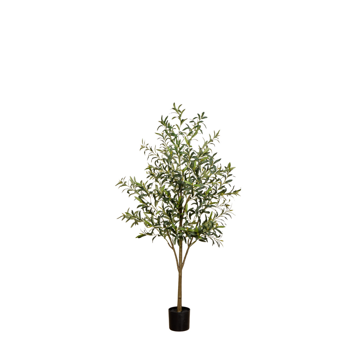 Rogue Olive Tree - Fruitless 170cm