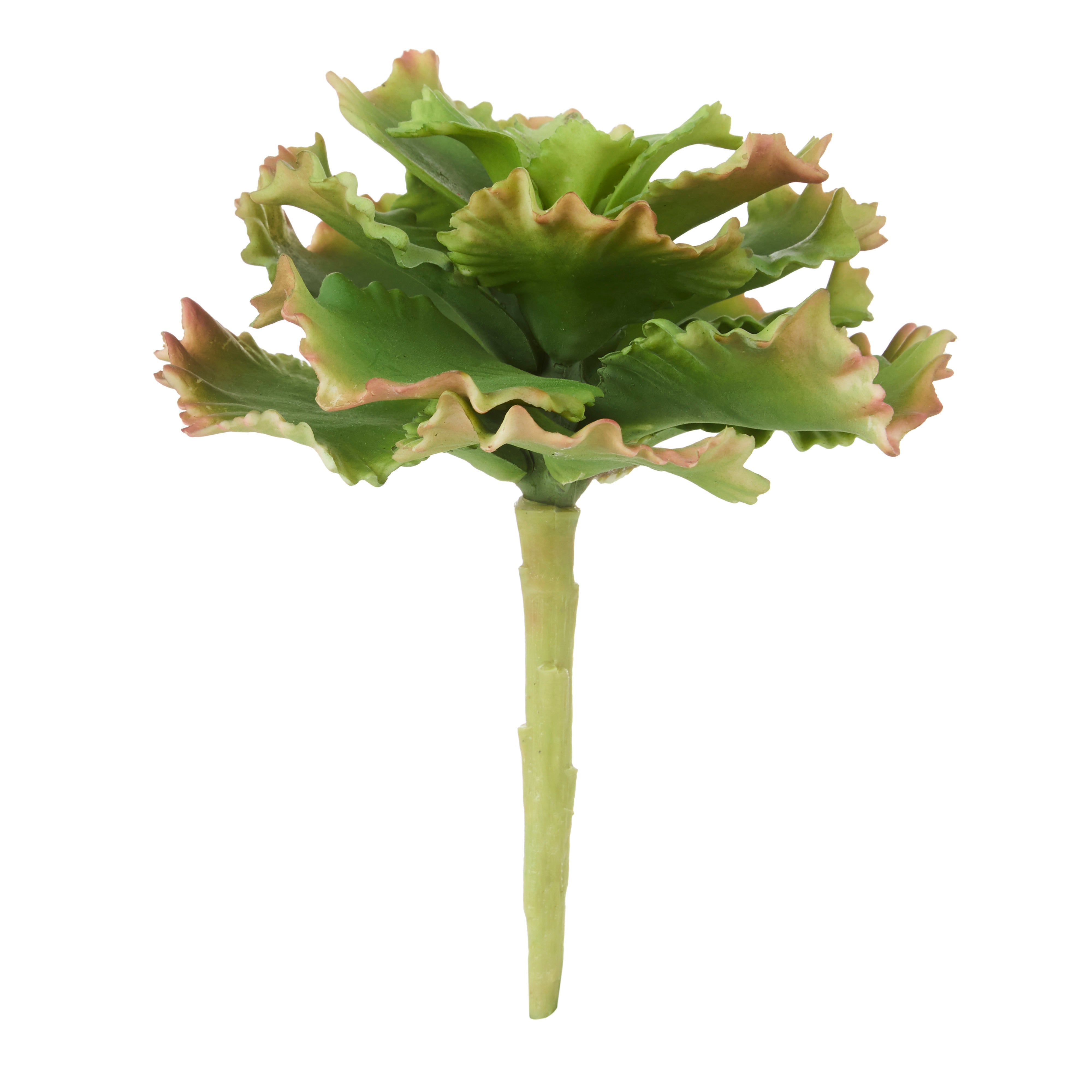 Rogue Cabbage Succulent