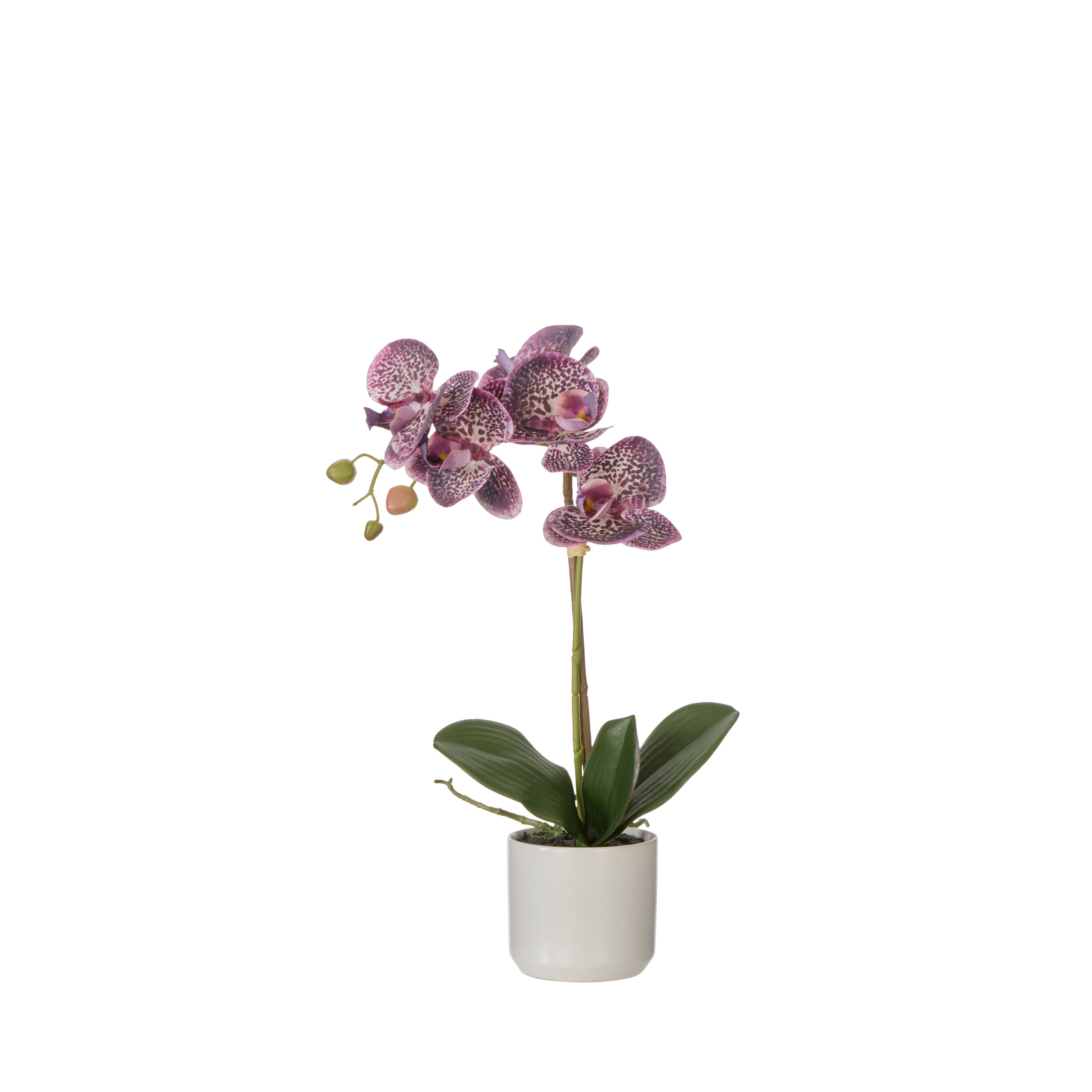 Rogue Phalaenopsis Orchid Pot Purple 44cm
