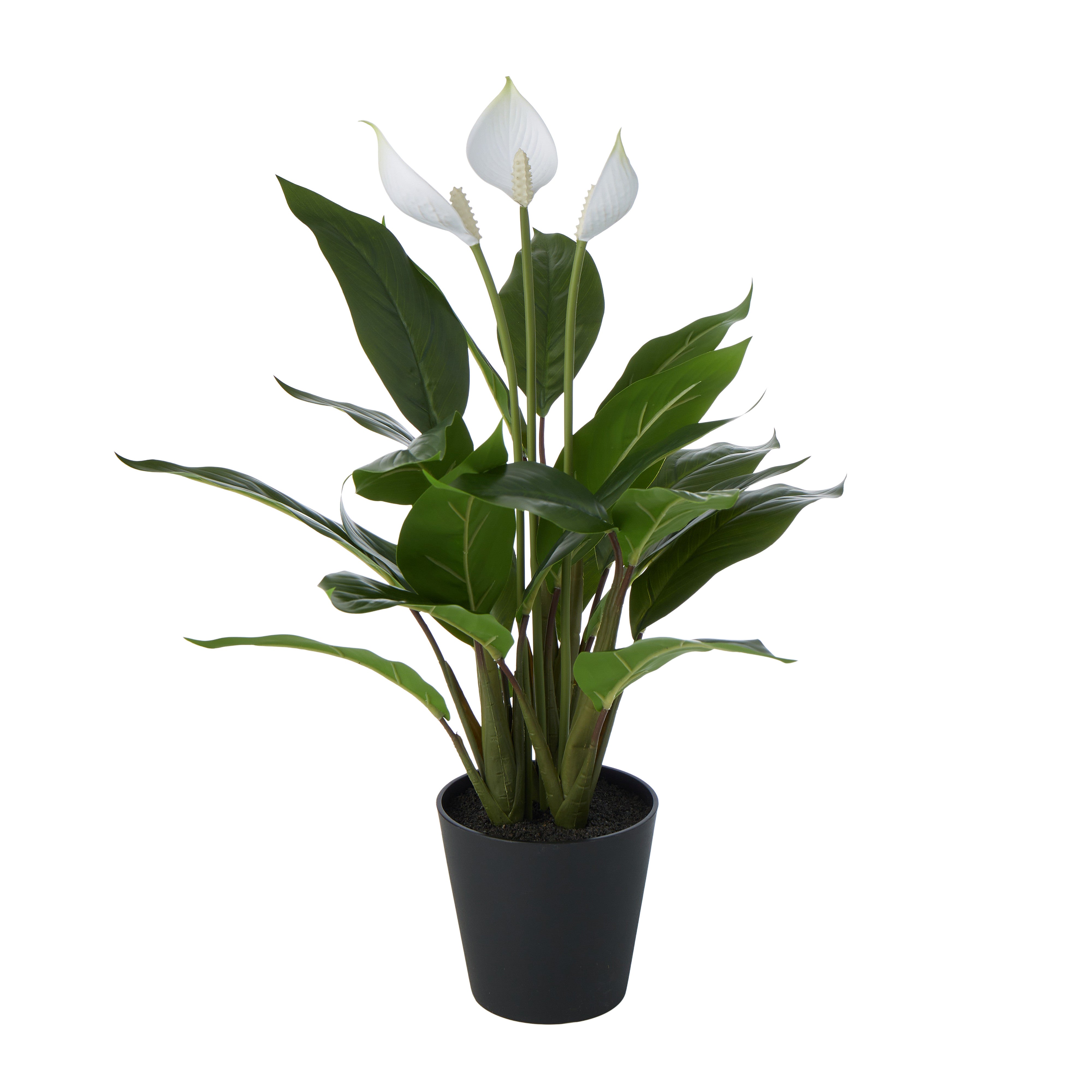 Rogue Peace Lily in Pot