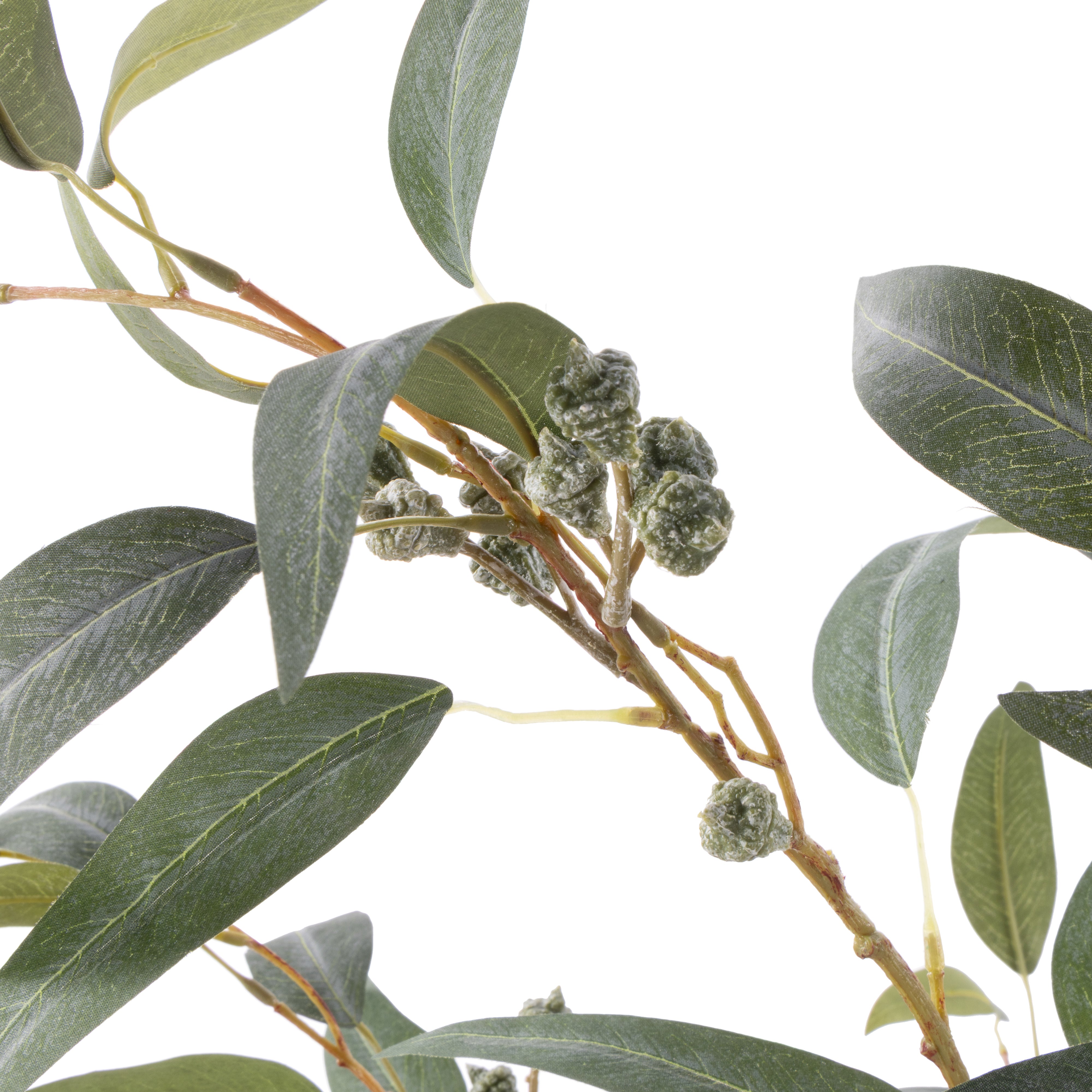 Rogue Eucalyptus Gumnut Tree - Garden Pot 120cm