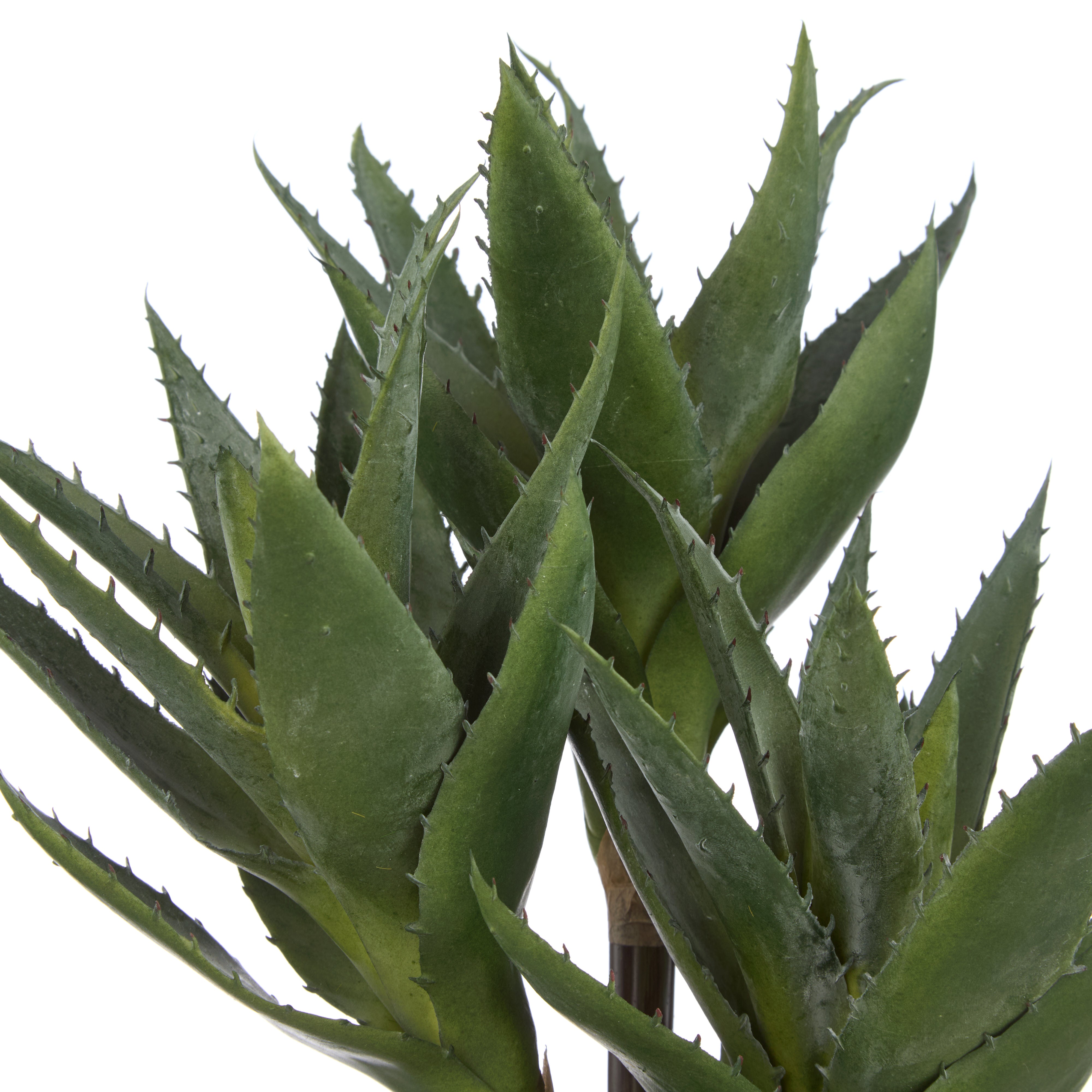 Rogue Aloe 3 Heads Pot
