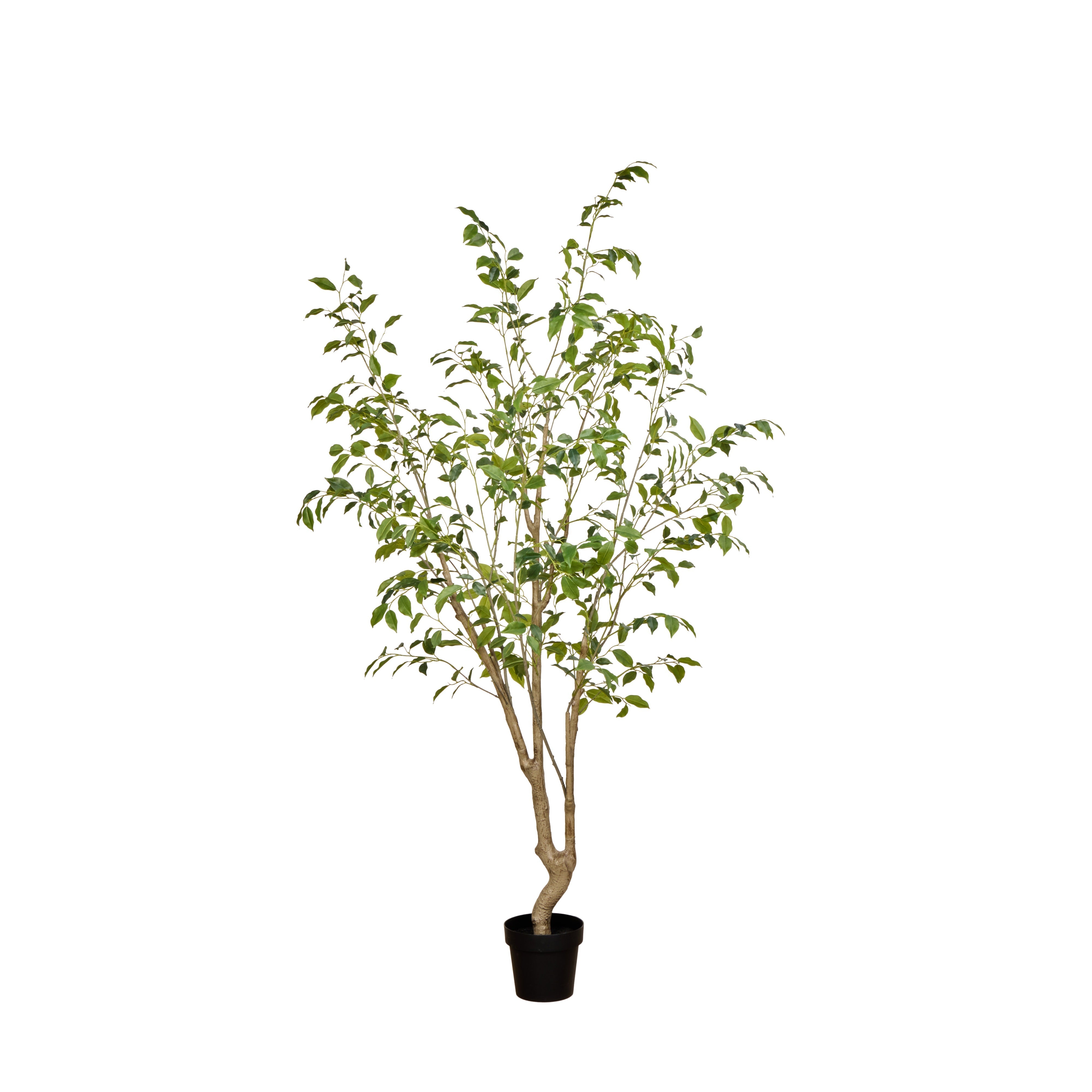 Rogue Ficus Tree - Garden Pot 220cm