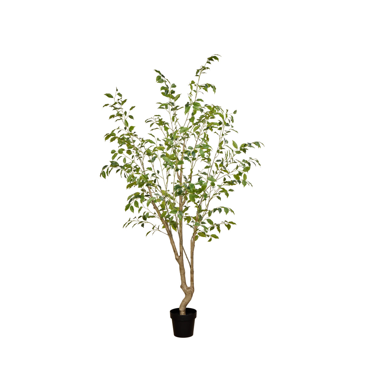 Rogue Ficus Tree - Garden Pot 220cm