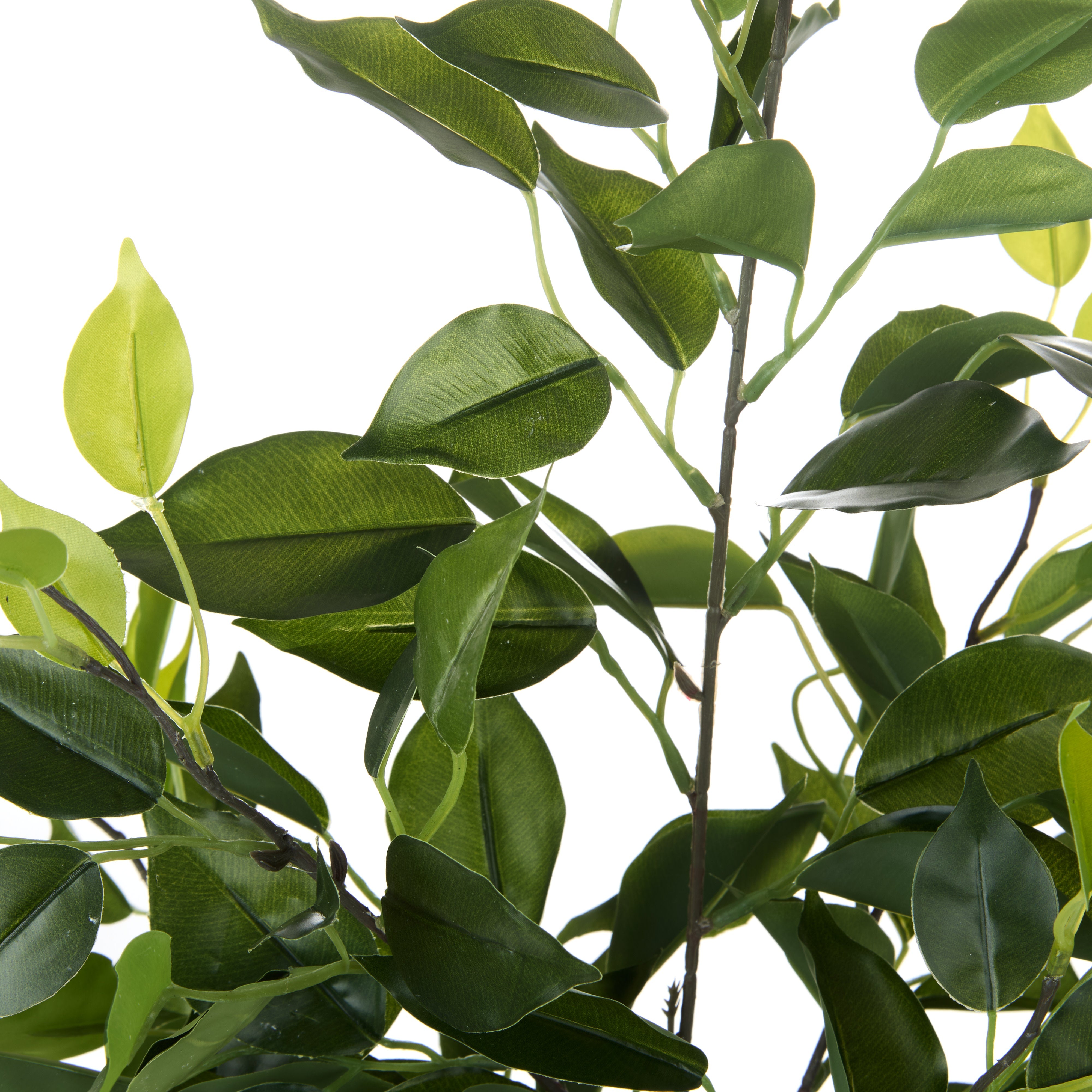 Rogue Ficus Leaf Spray