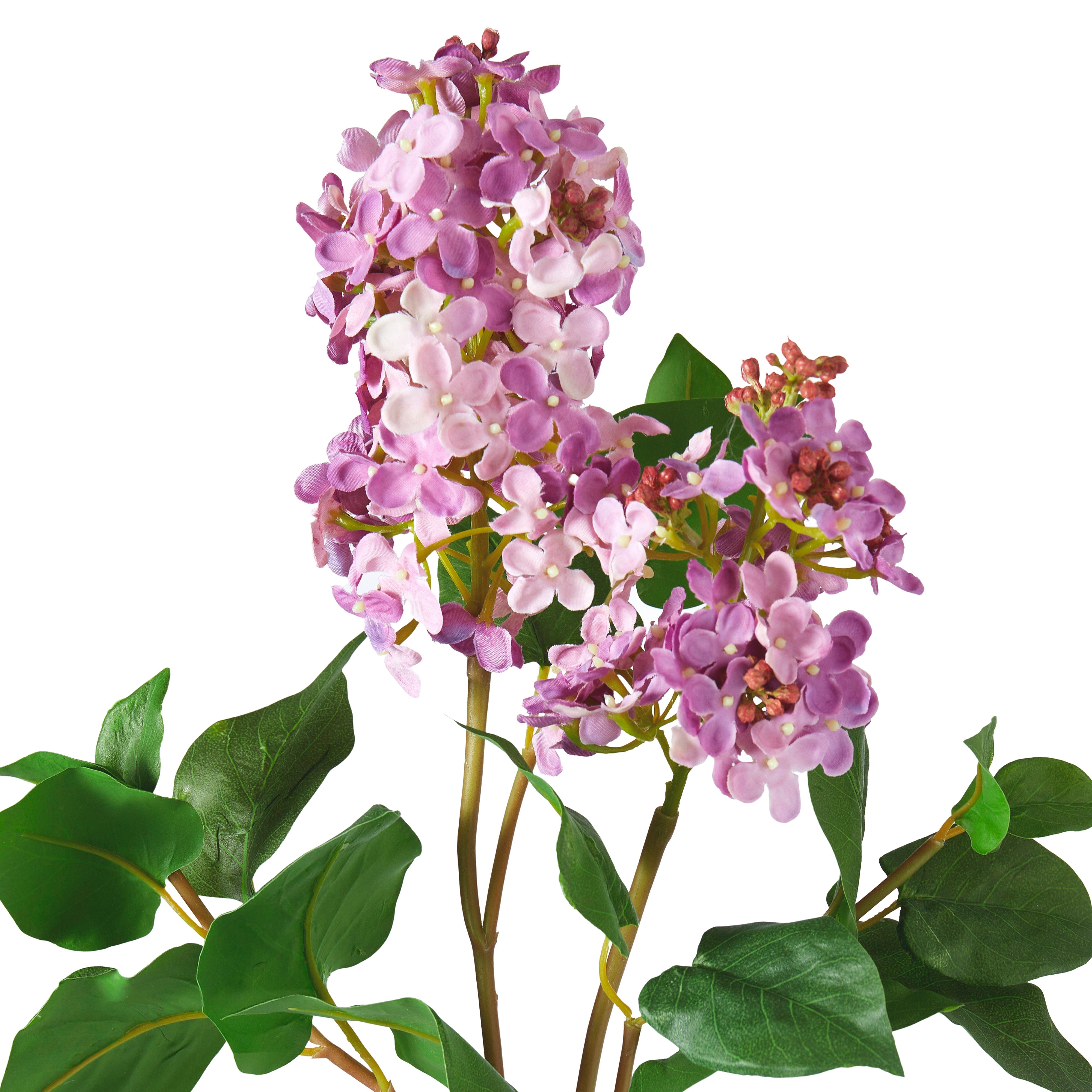 Rogue Lilac Spray Purple