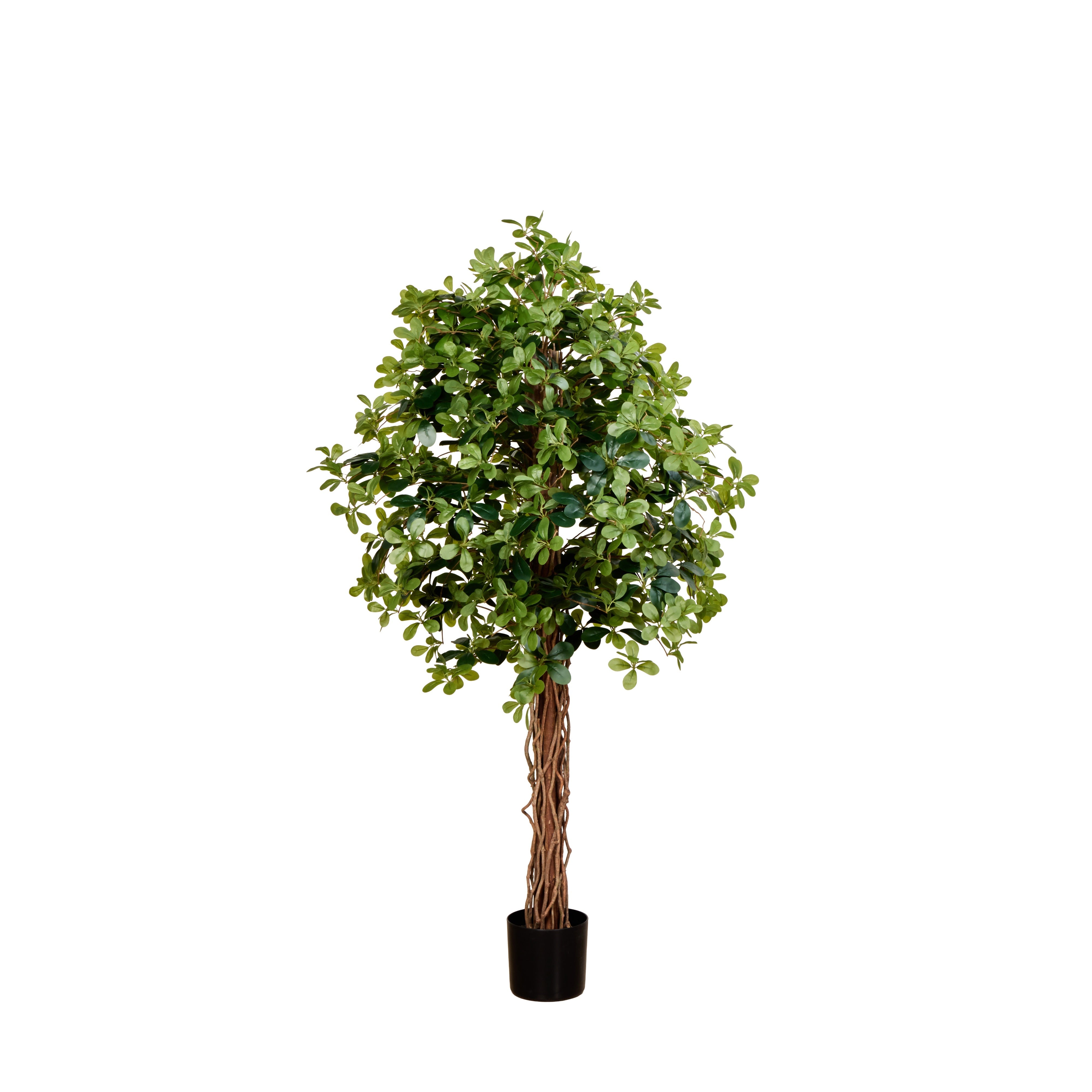 Rogue Banyan Tree - Garden Pot 180cm