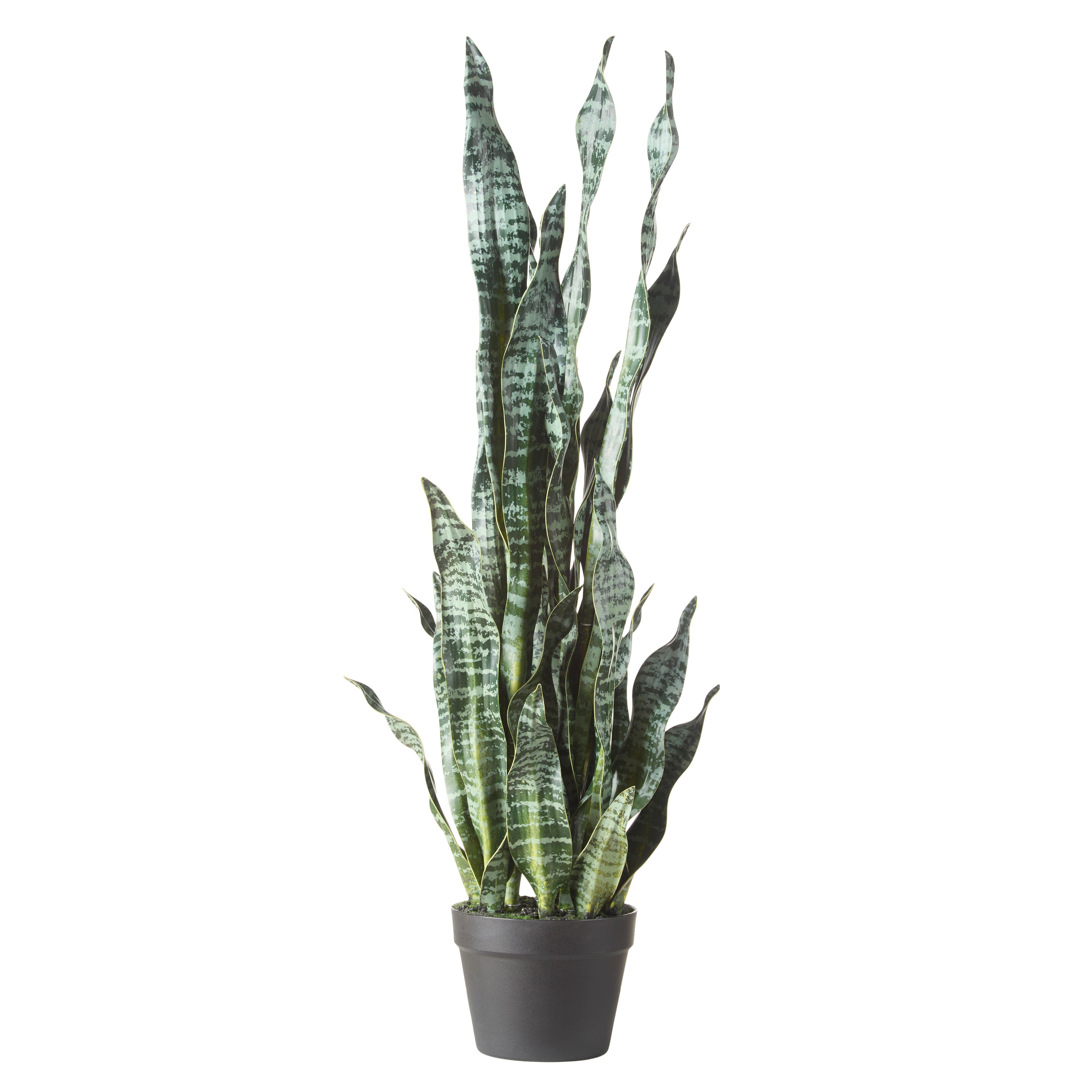 Rogue Sansevieria - Garden Pot