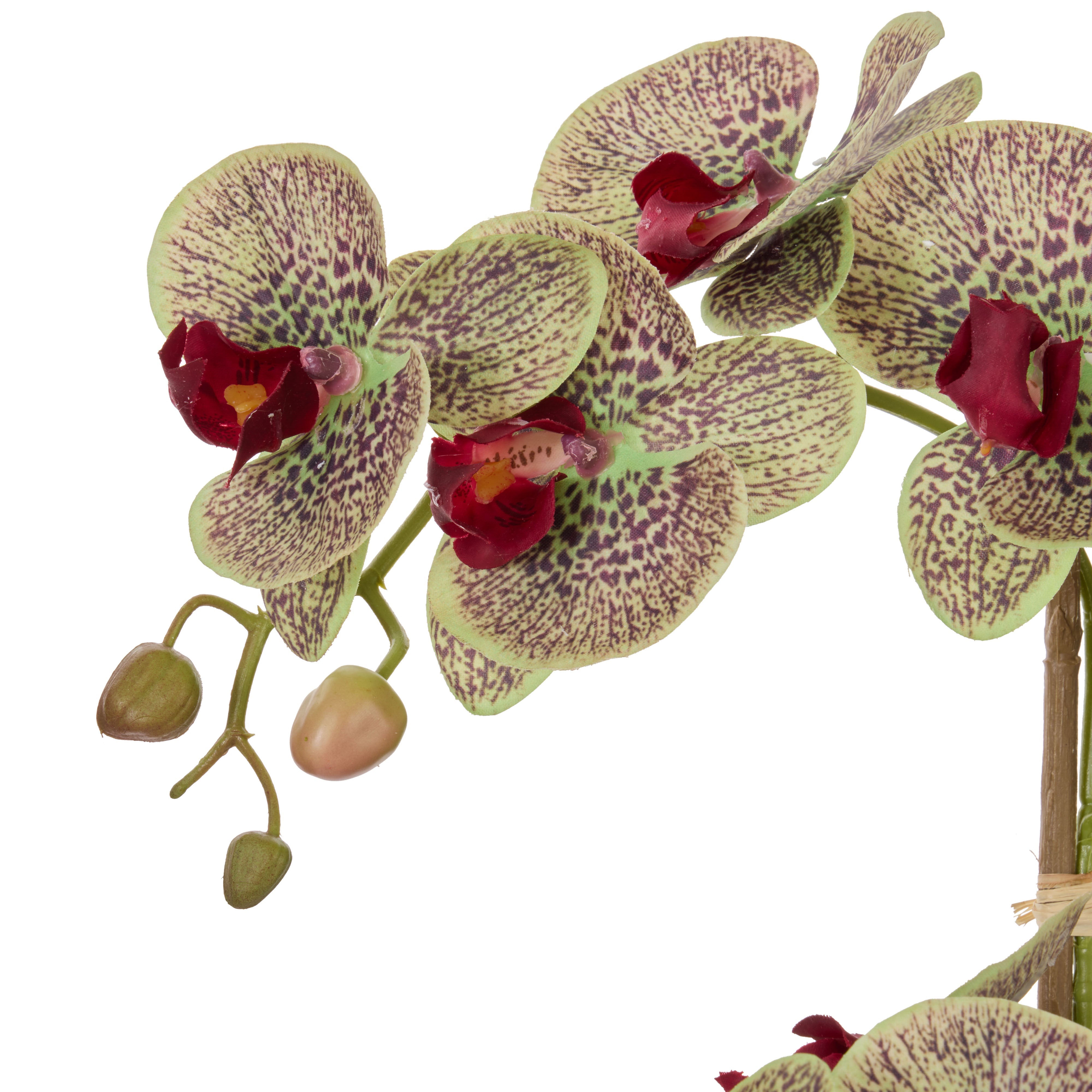 Rogue Phalaenopsis Orchid Pot Multicolour 56cm
