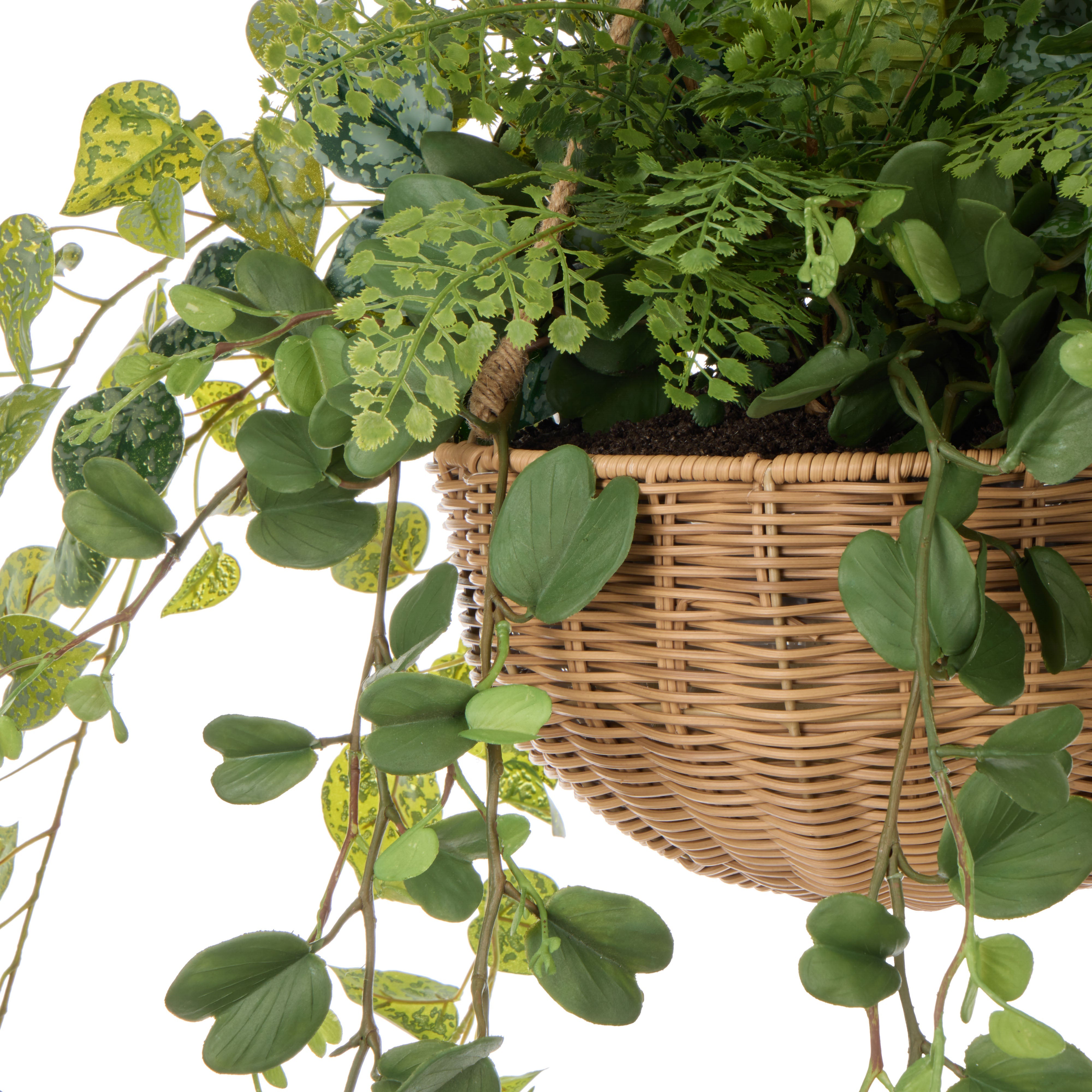 Rogue Fern Garden Mix - Laos Hanging 126cm