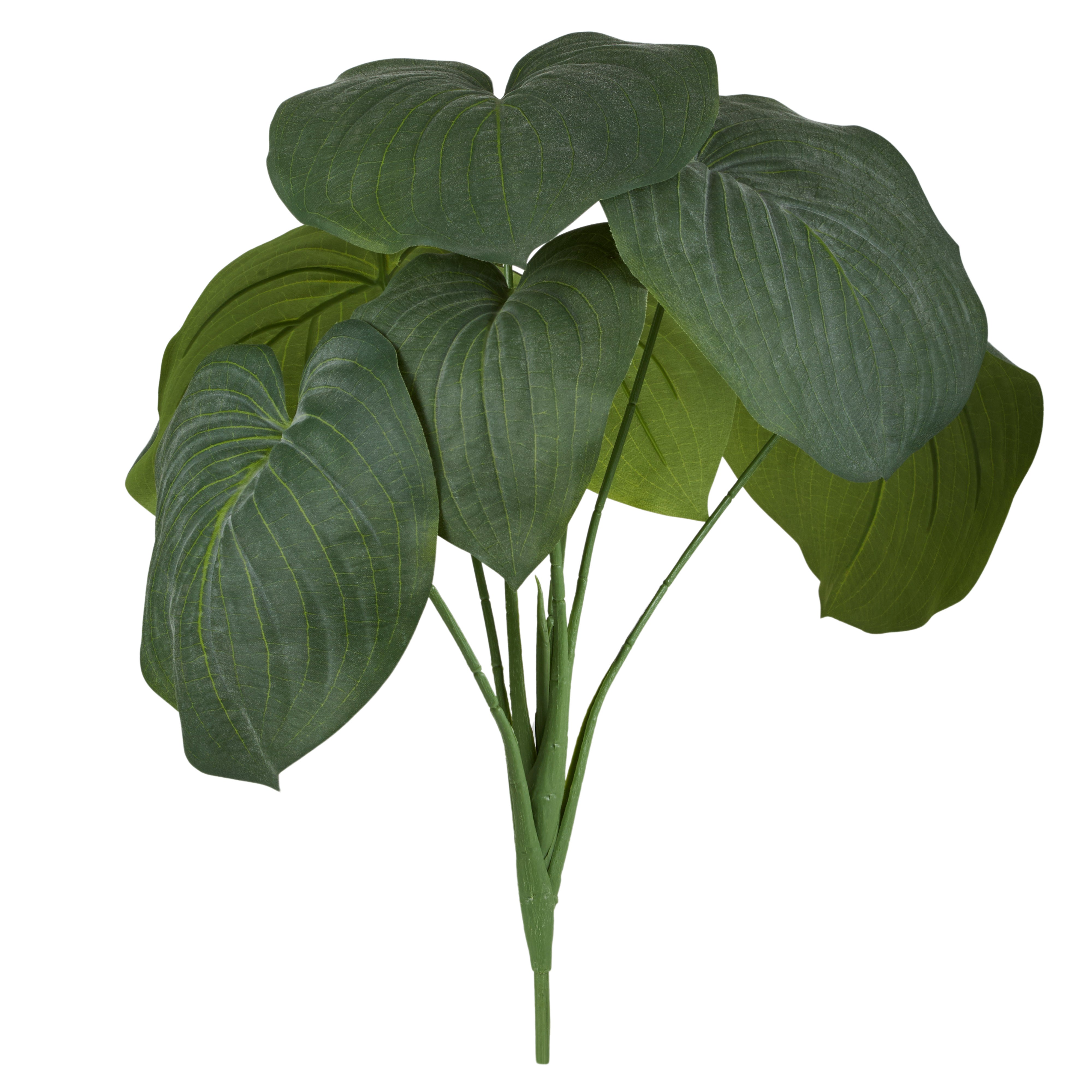 Rogue Hosta Plant