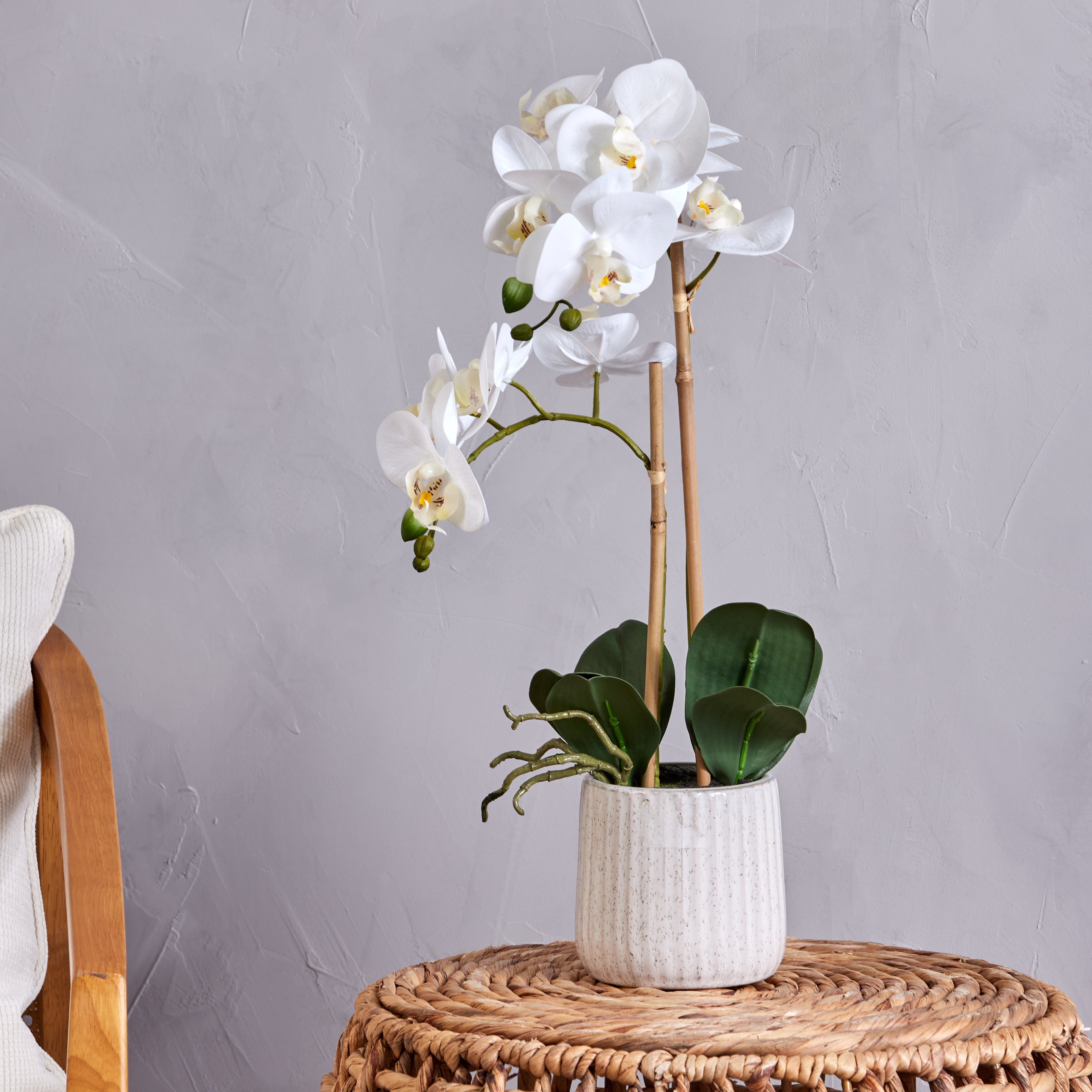 Rogue Butterfly Orchid - Ceramic Pot
