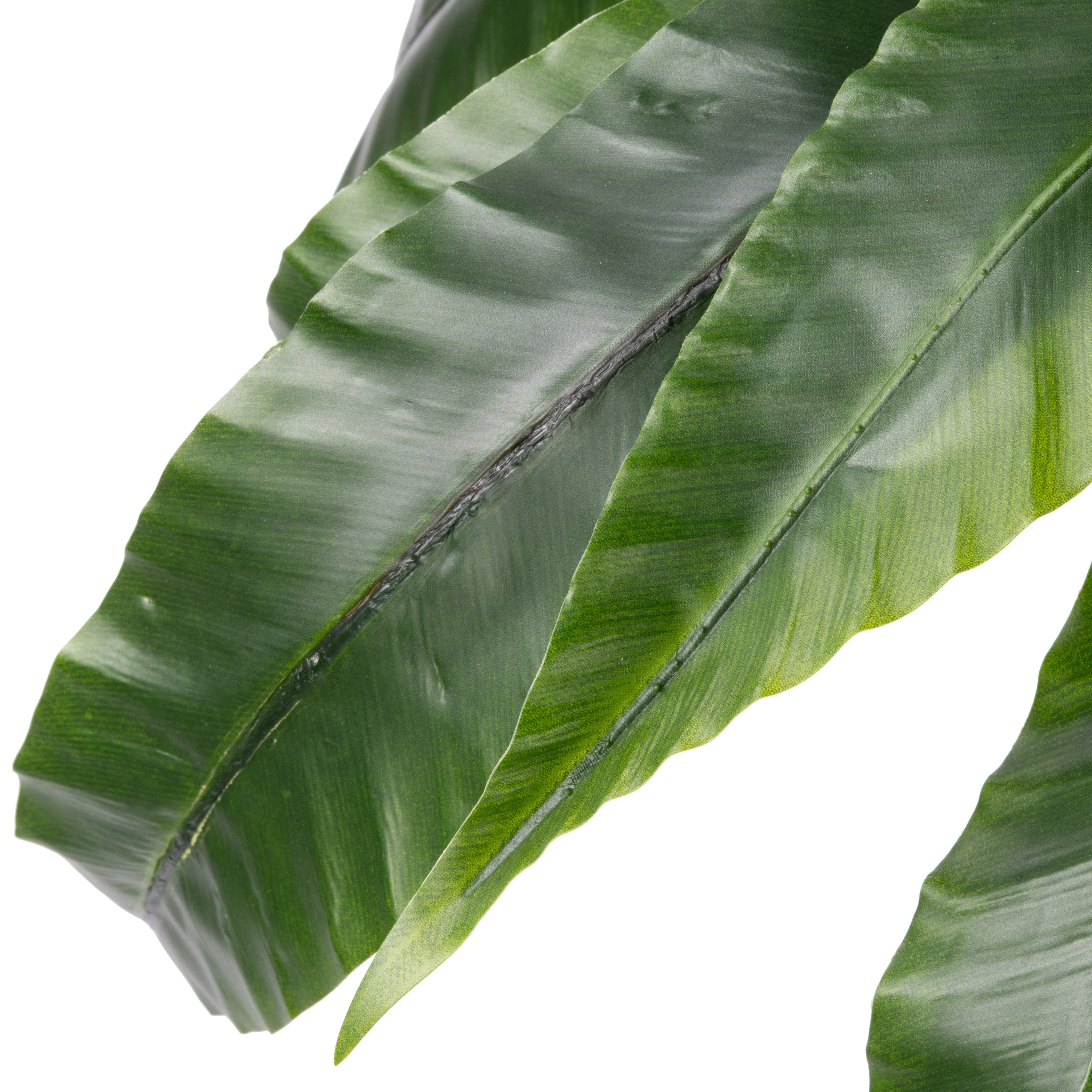Rogue Bird's Nest Fern UV - Garden Pot 90cm