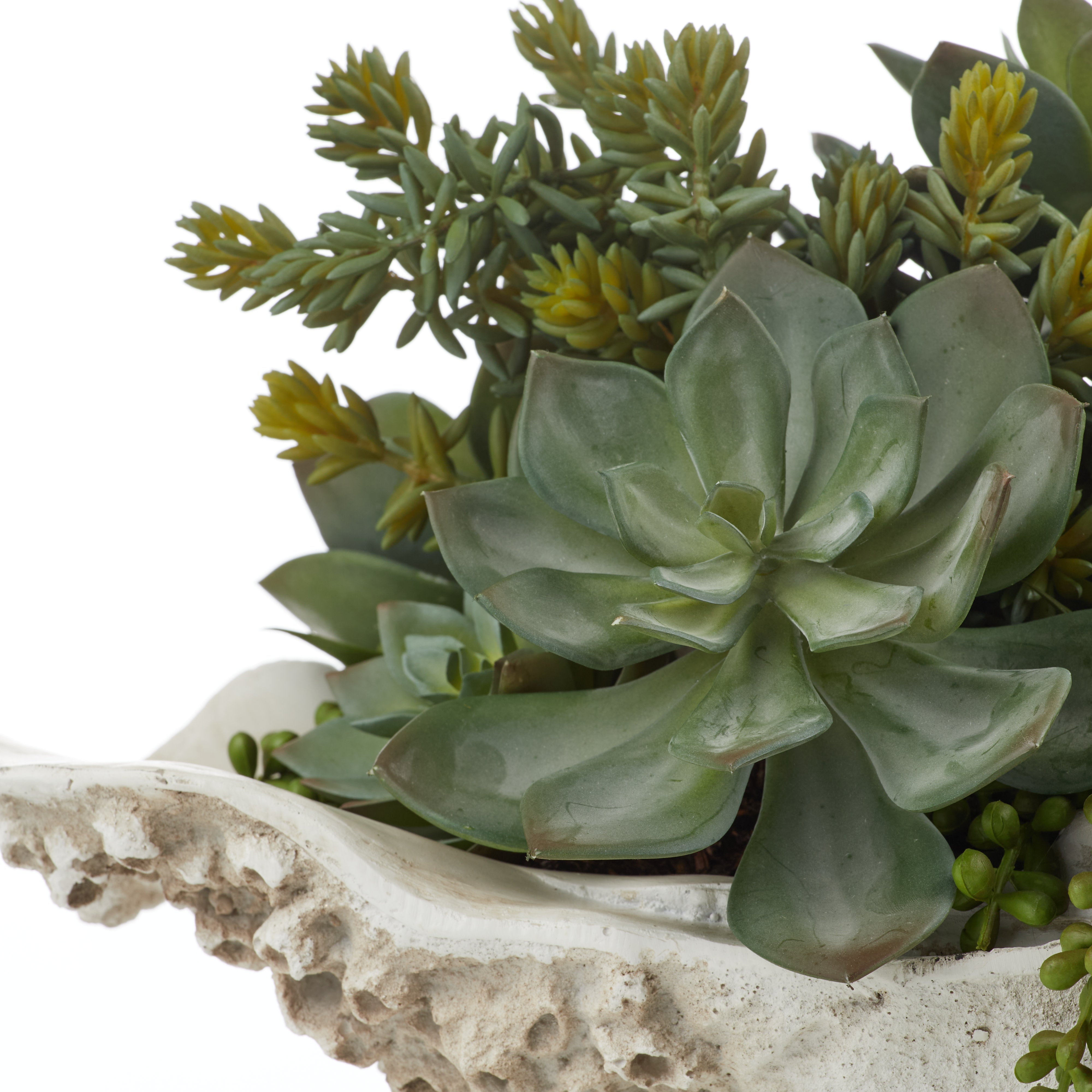 Rogue Succulent Mix - Seychelles Clam Vessel