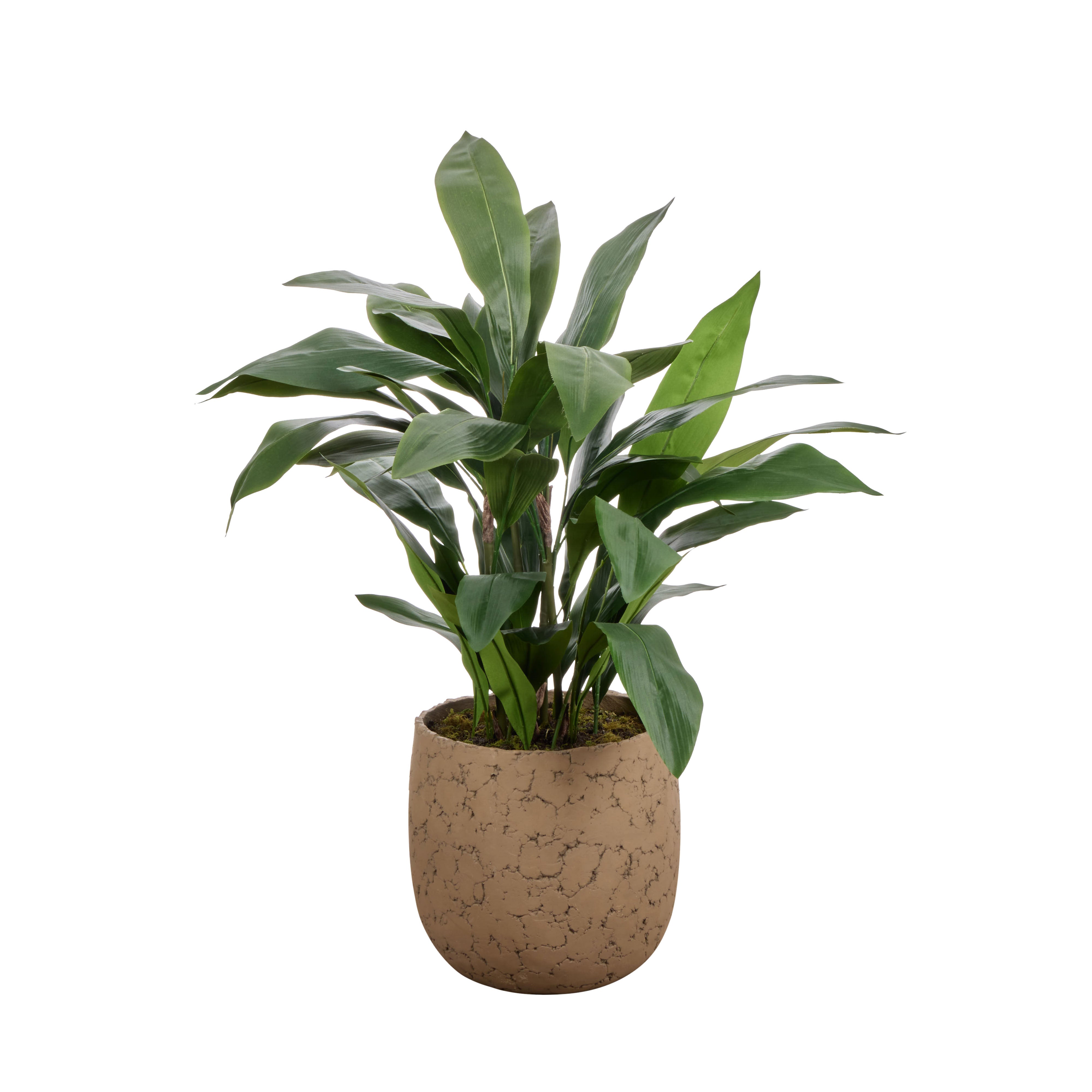 Rogue Cast Iron Plant - Oliver UV 116cm