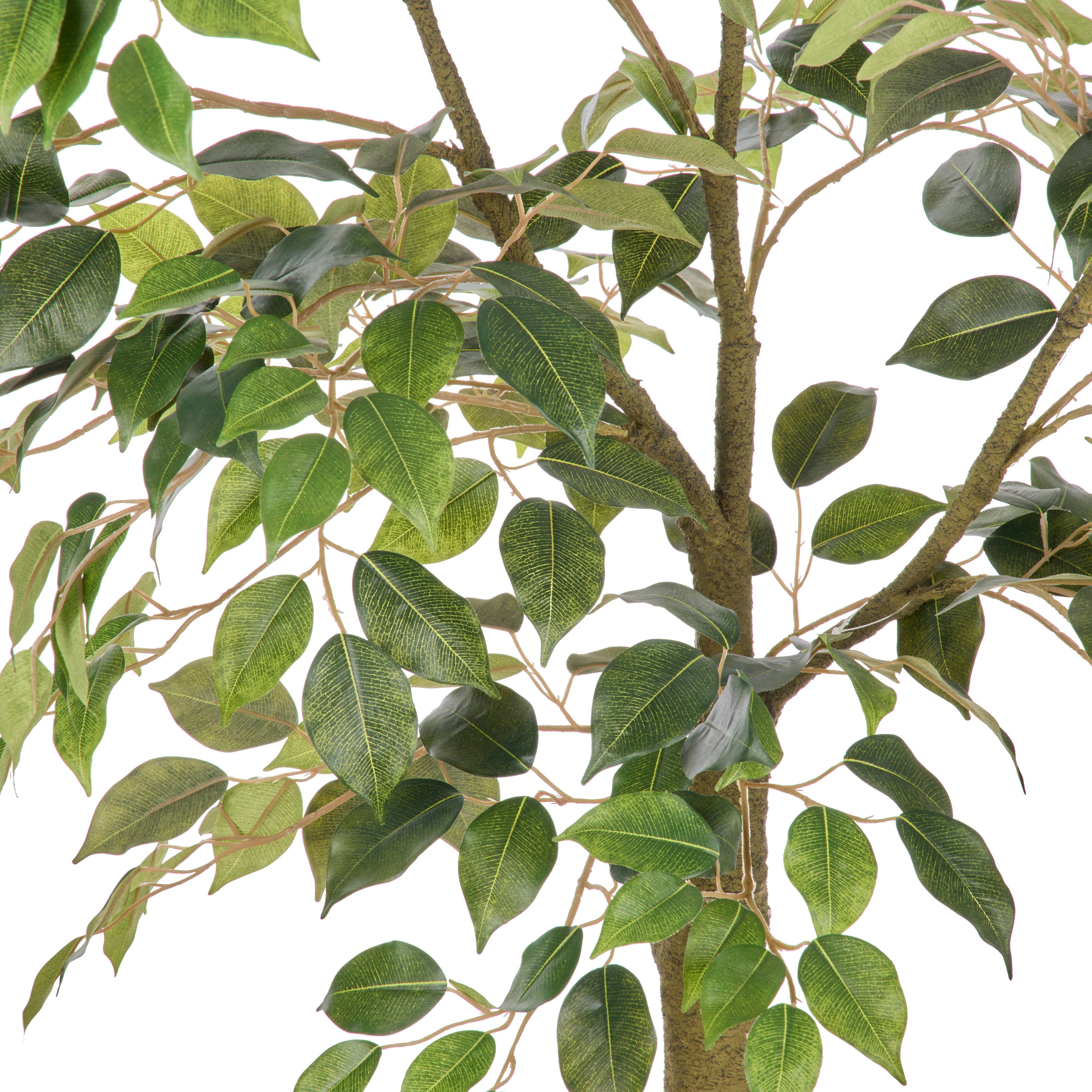 Rogue Ficus Tree Pot Green 180cm