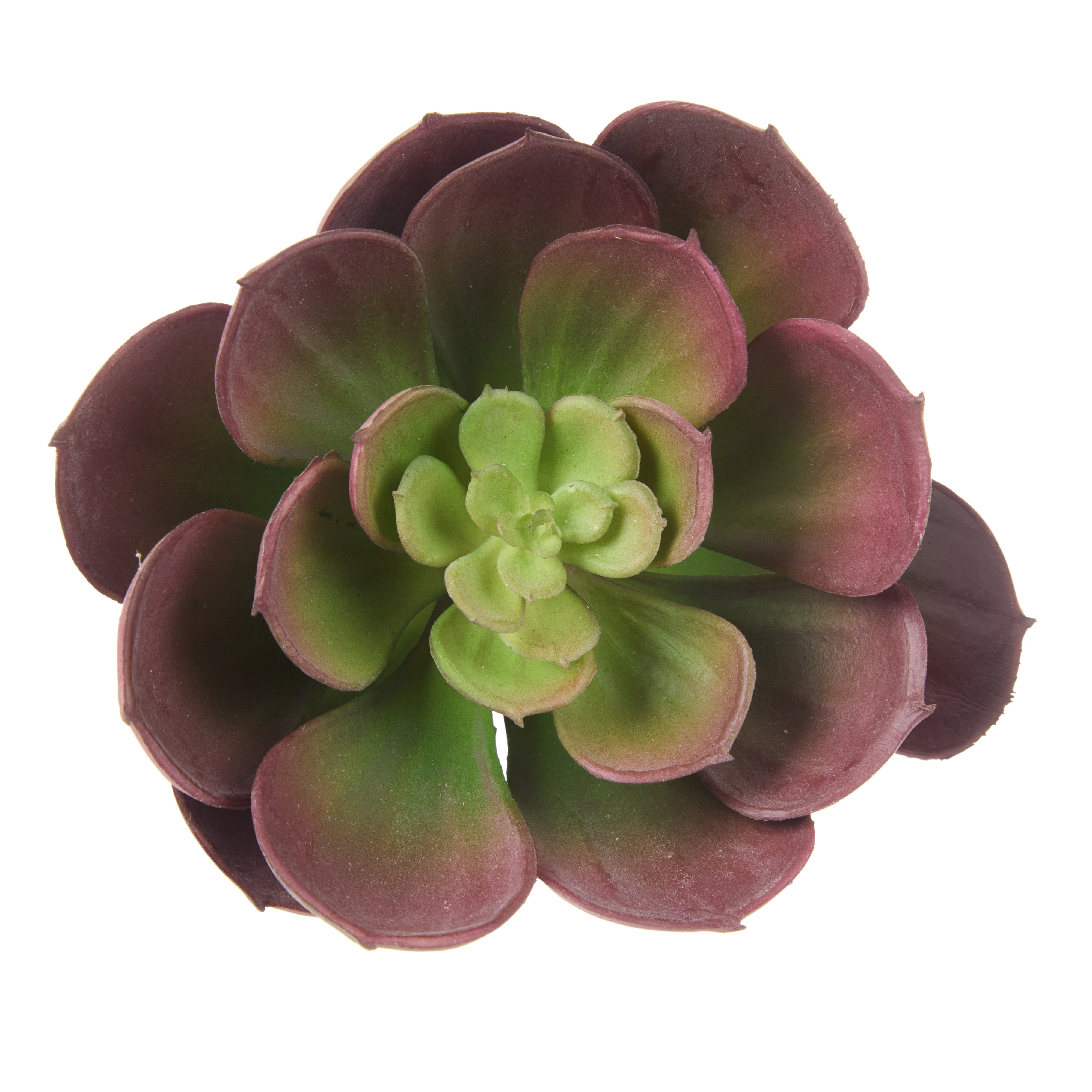 Rogue Aeonium