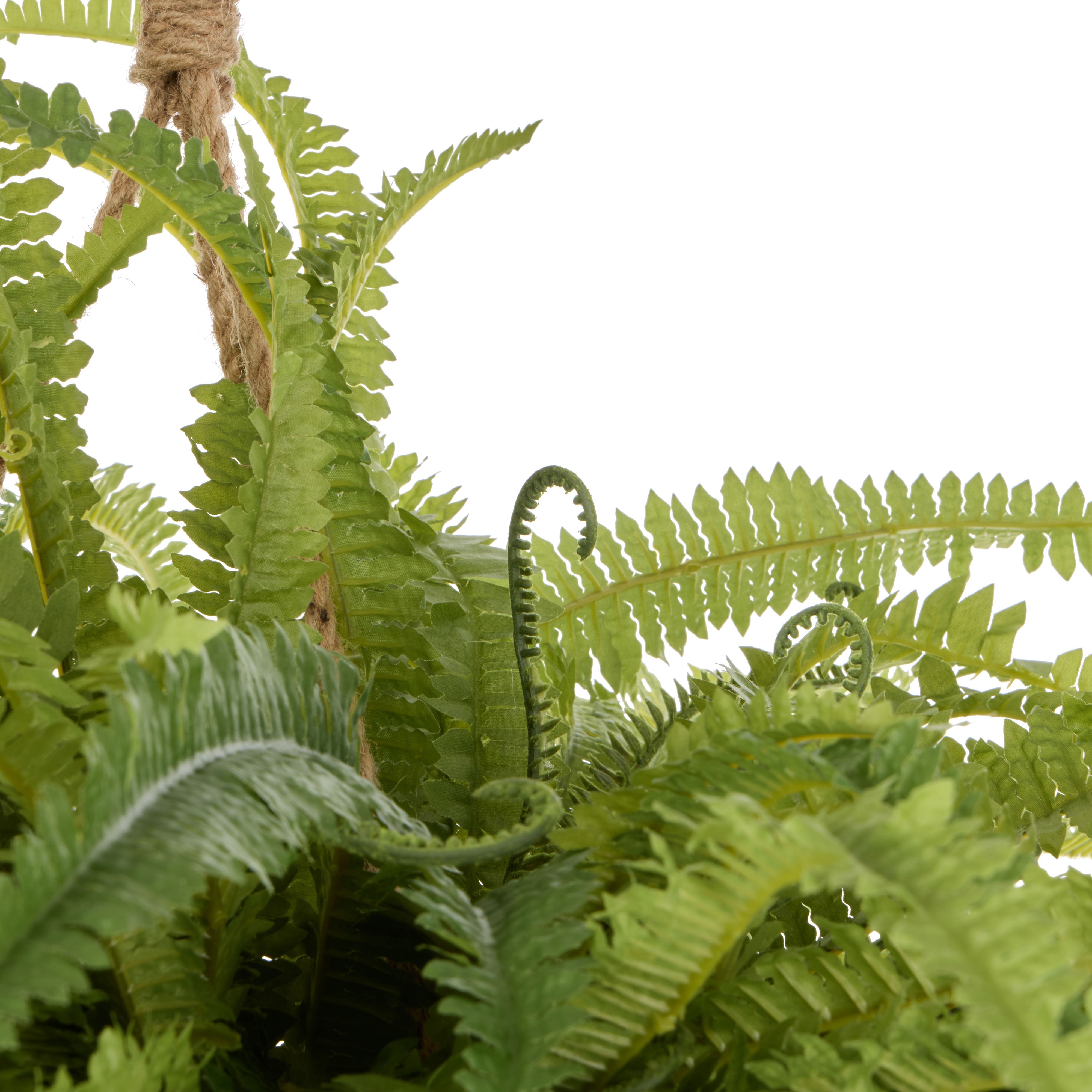 Rogue Boston Fern - Laos Hanging 100cm