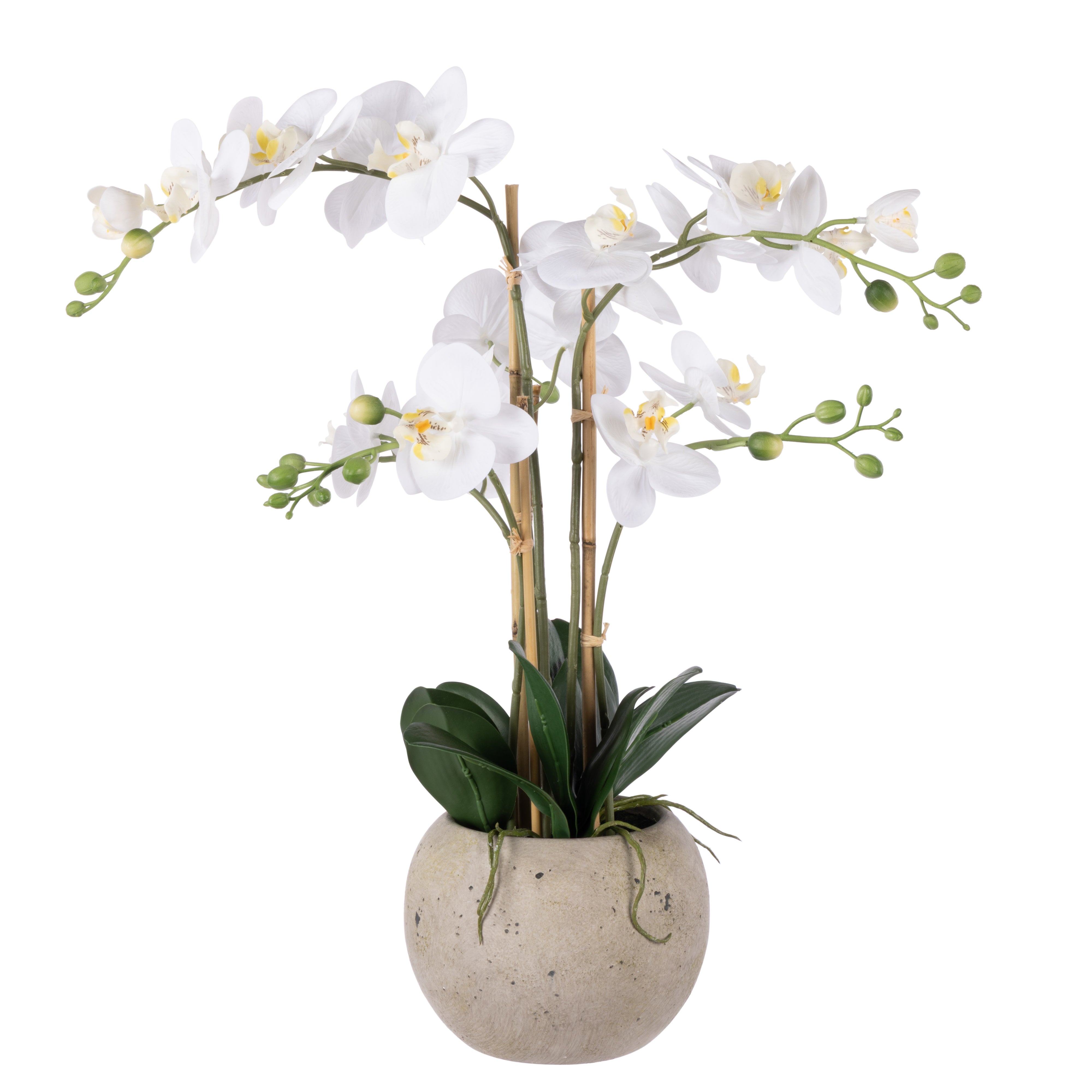 Rogue Phalaenopsis Orchid - Textured Round Pot 61cm