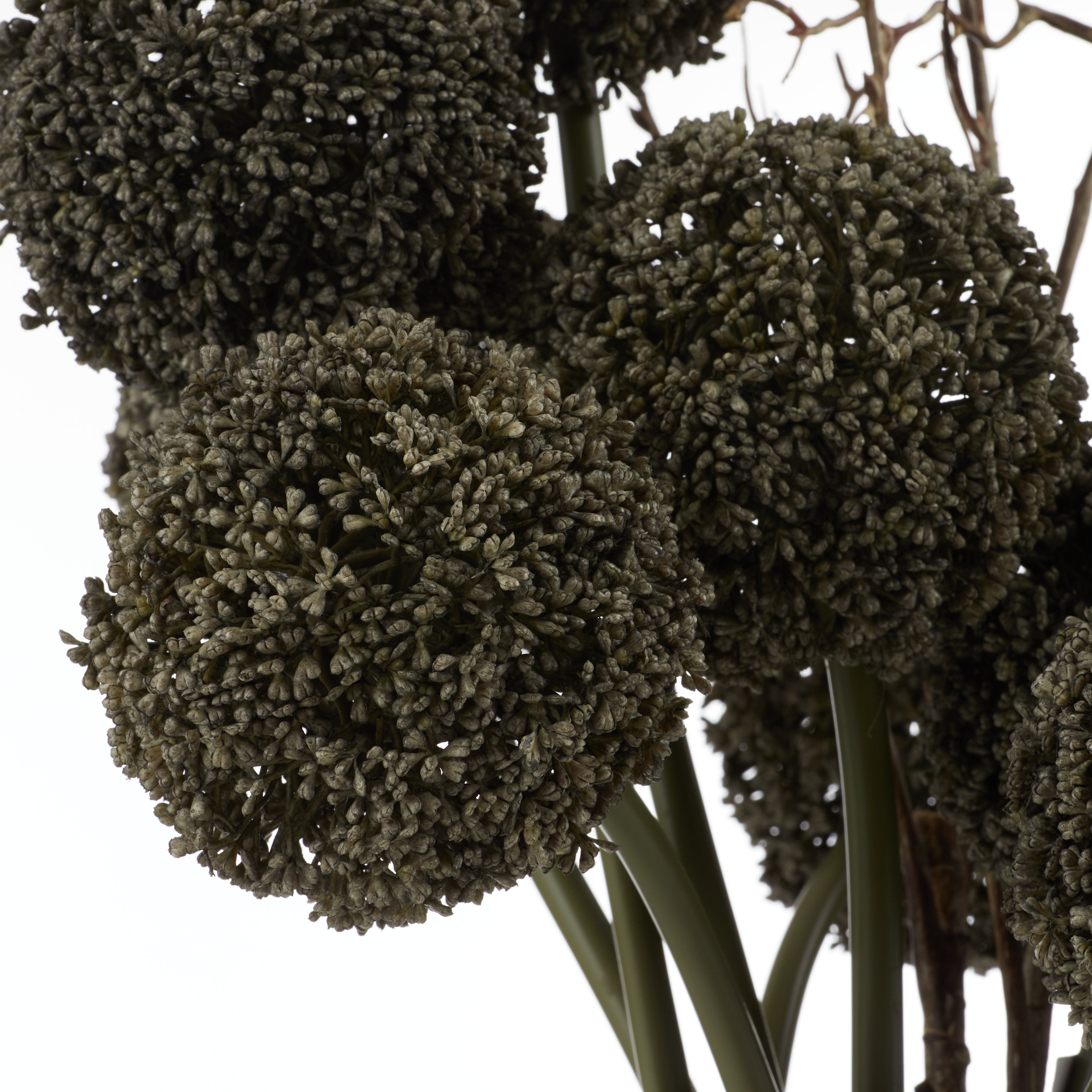 Rogue Allium Spray - Maliah Pot