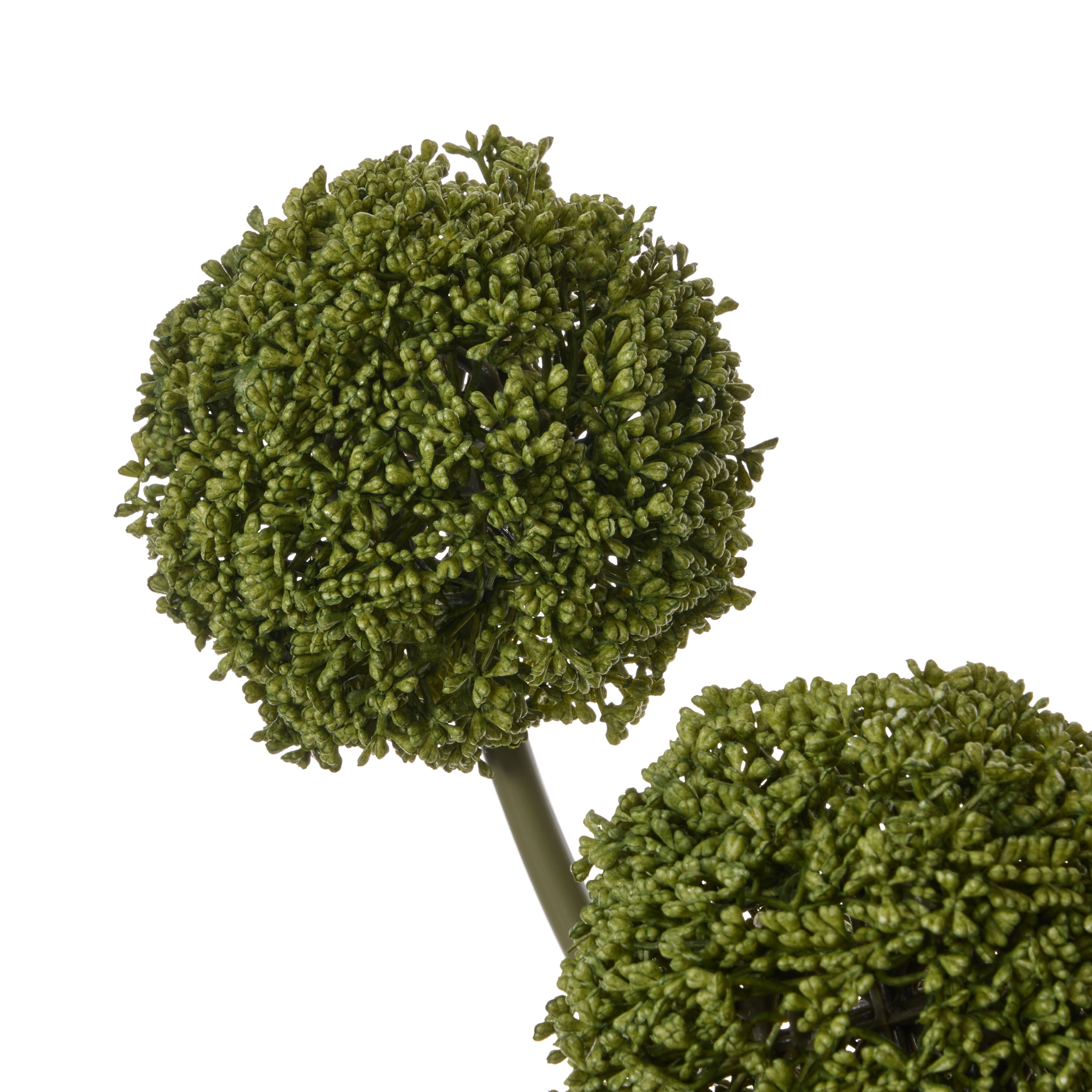 Rogue Allium Spheres - Maliah