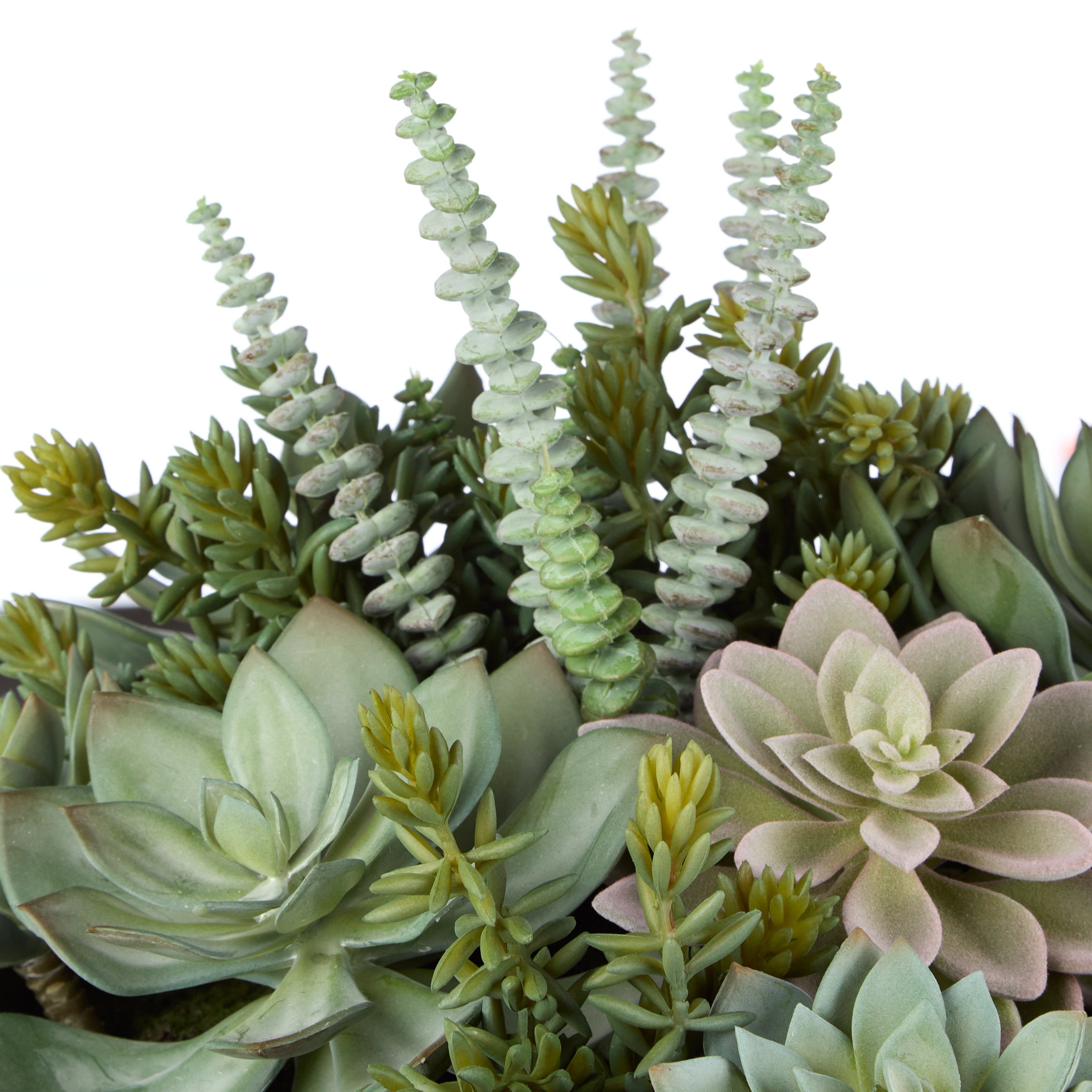 Rogue Succulent Garden - Textured Cement Pot