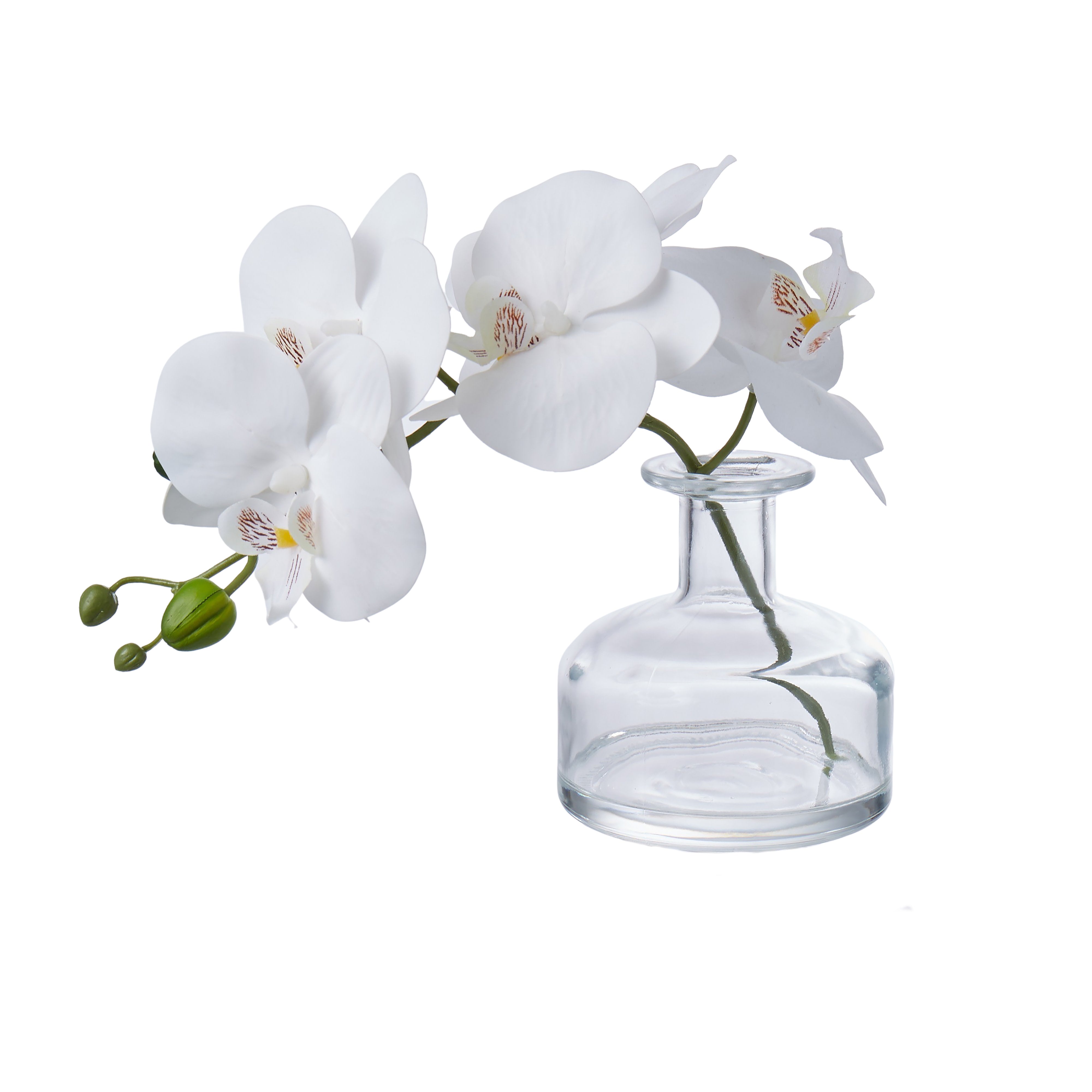 Rogue Phalaenopsis - Glass Vase White 8cm