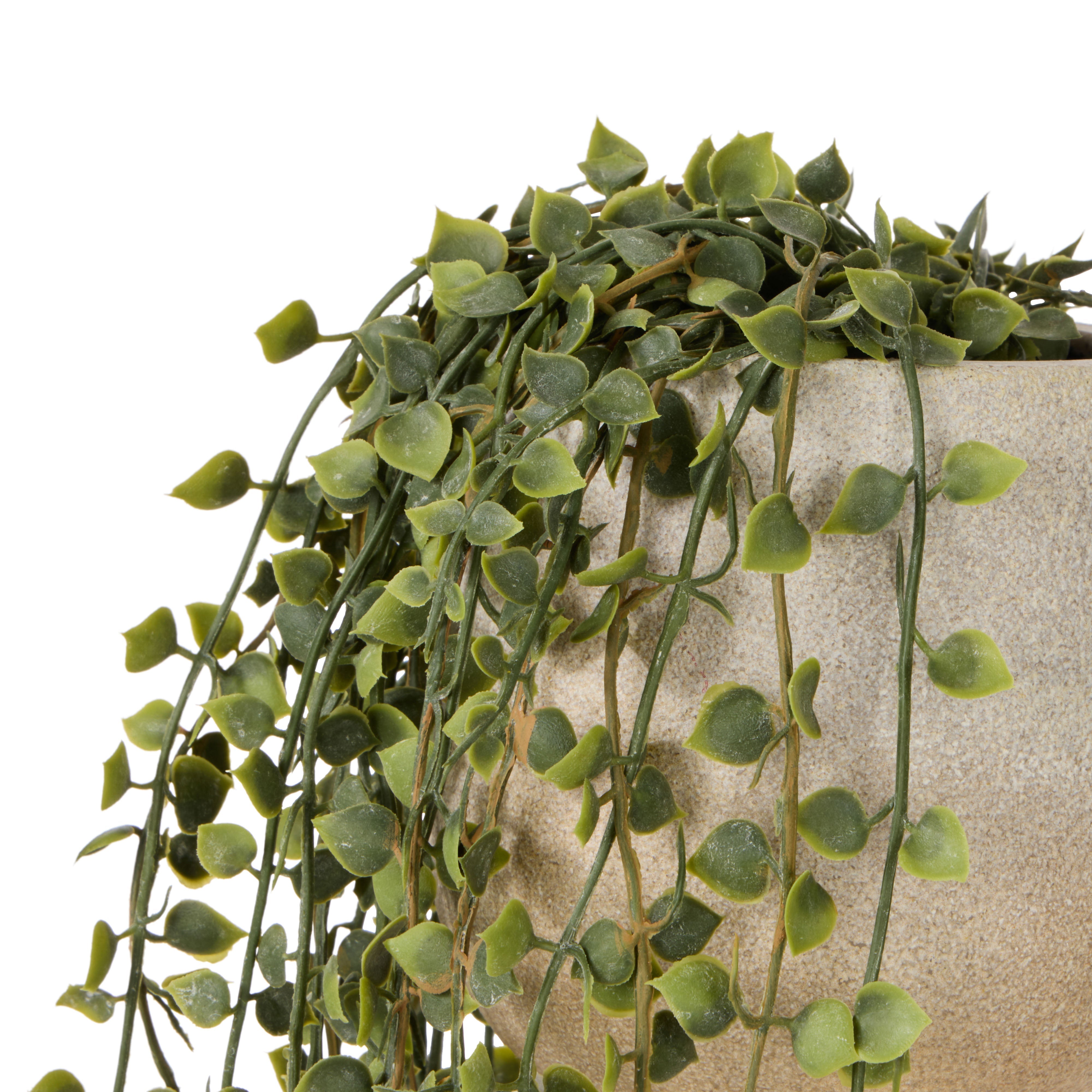 Rogue Million Hearts Plant Green Pot