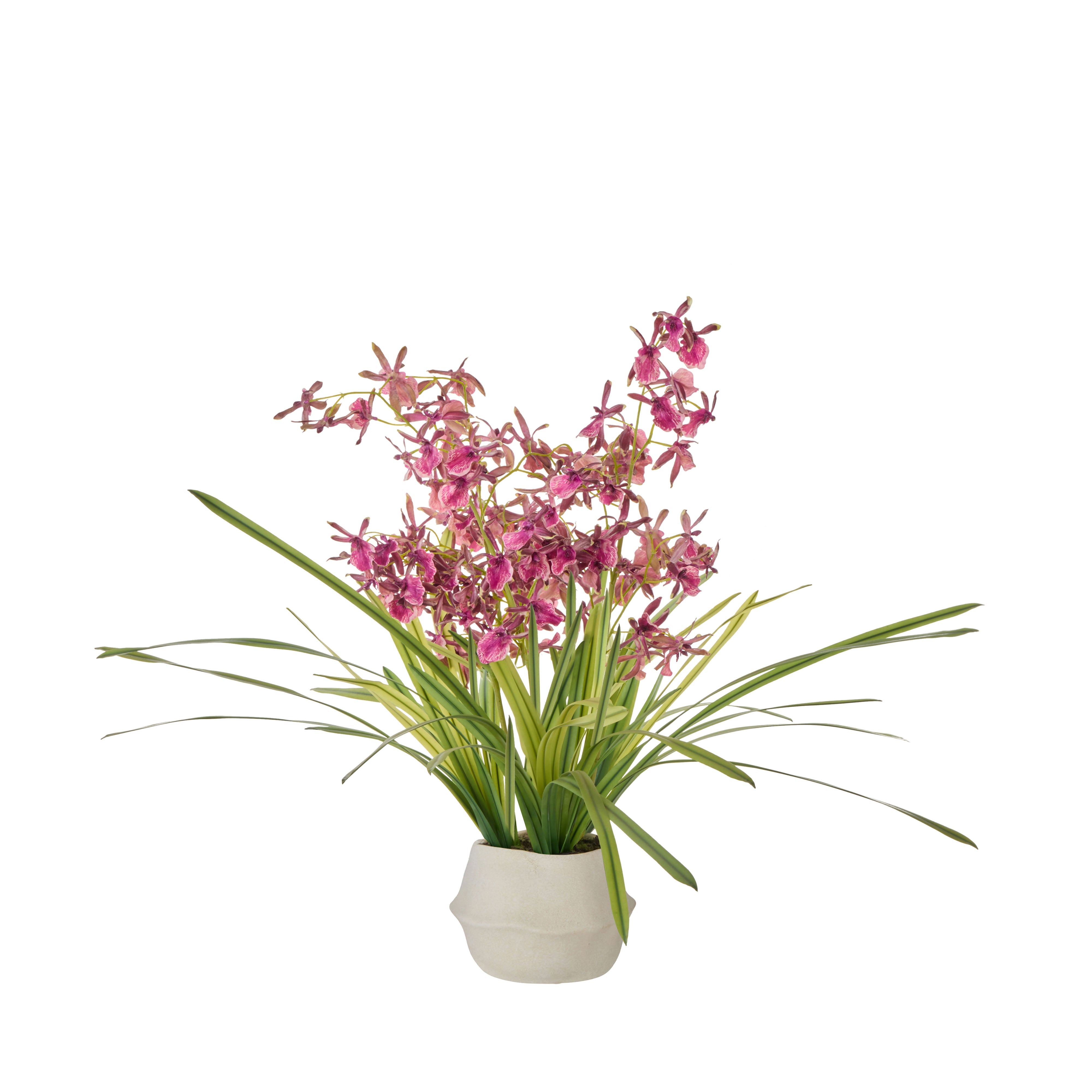 Rogue Dendrobium Plant - Maliah Burgundy & Green Small