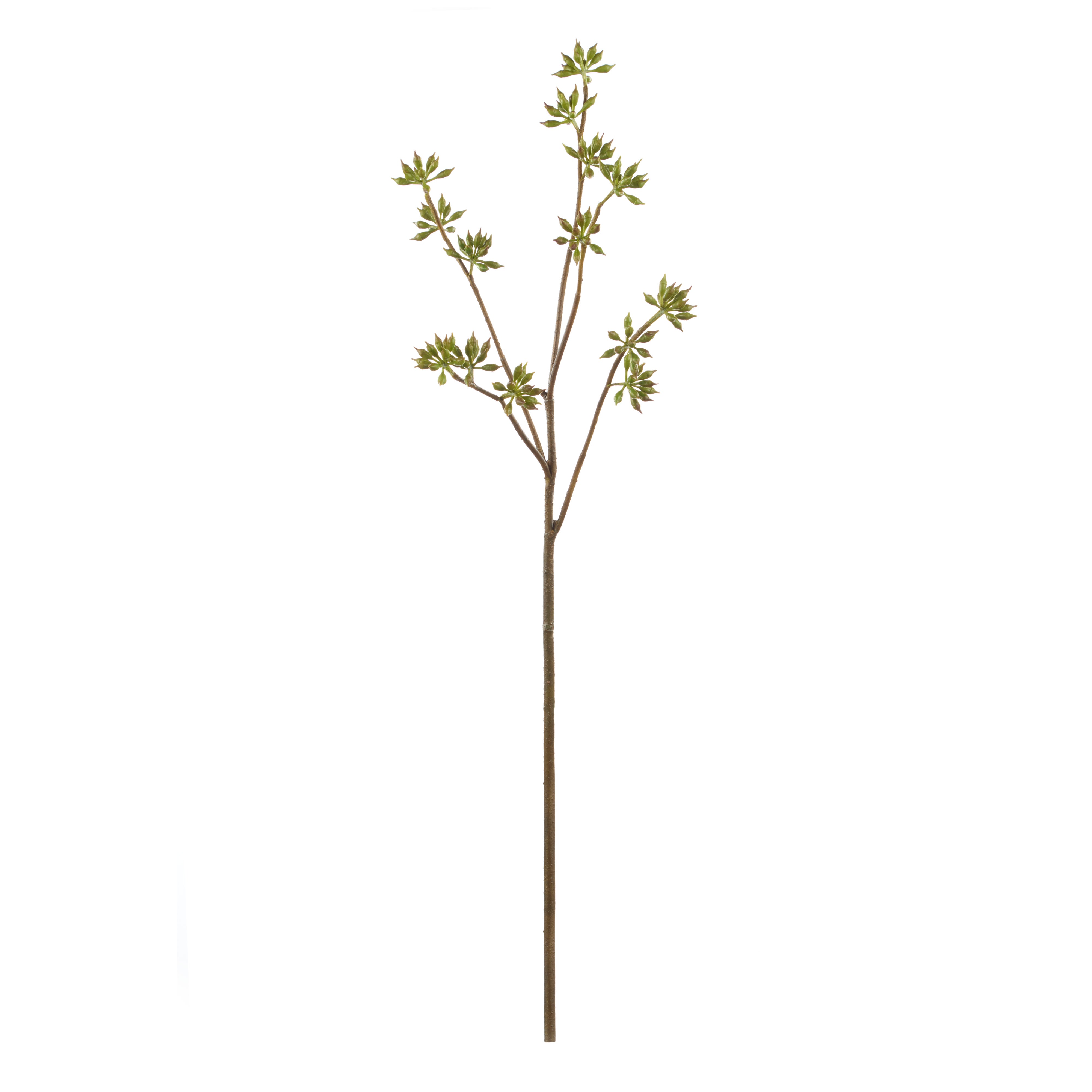 Rogue Eucalyptus Seeding Spray Green