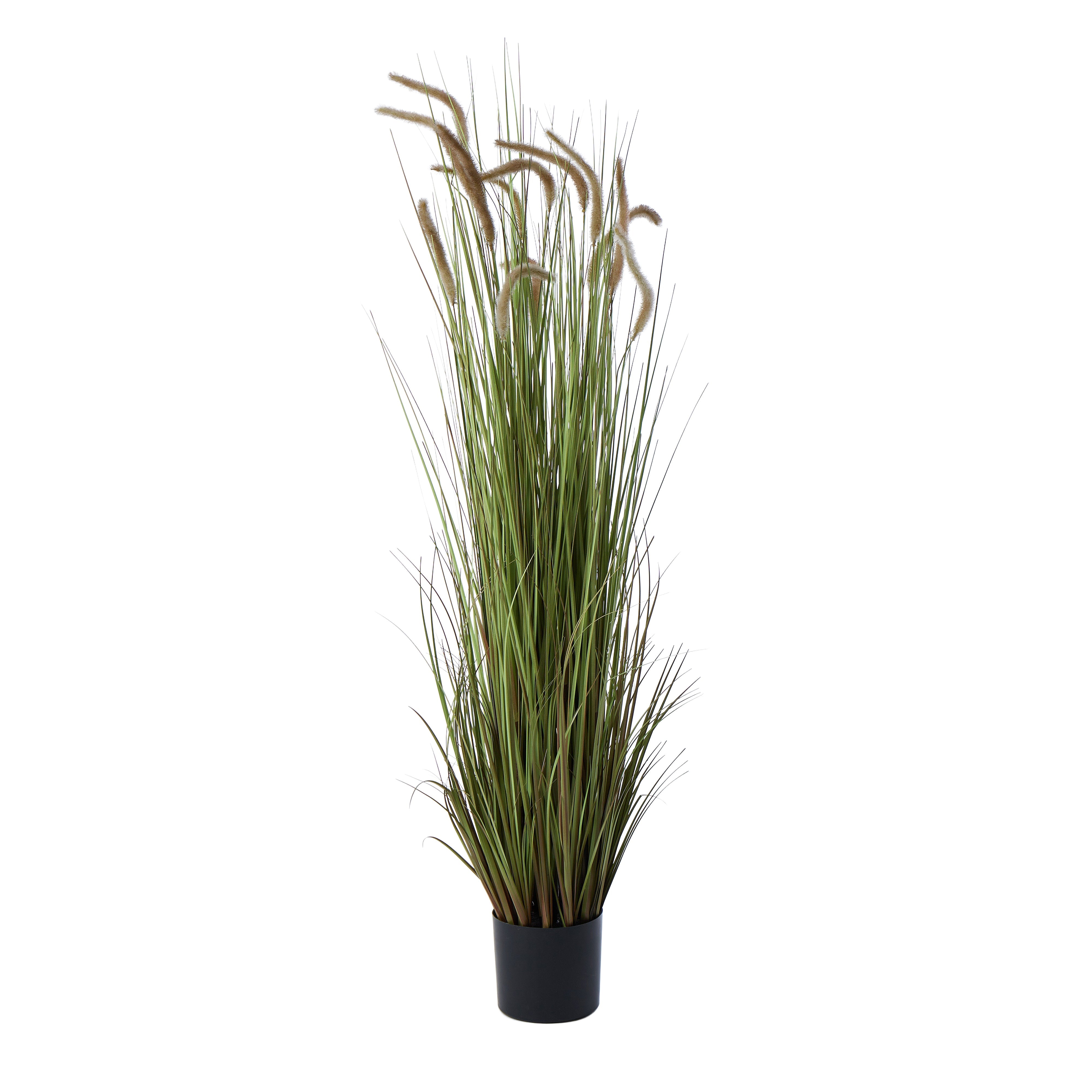 Rogue Grass Plant 120cm