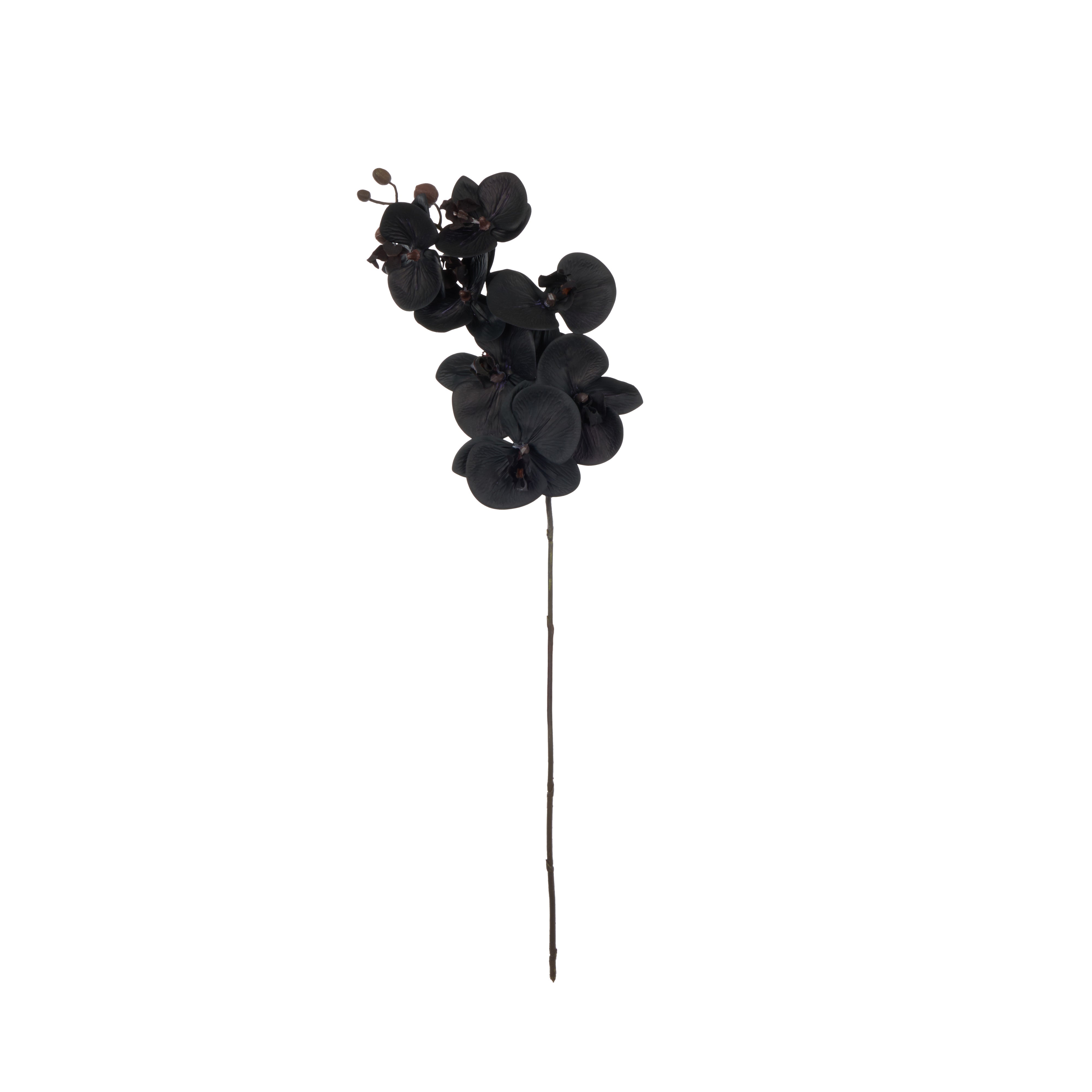 Rogue Phalaenopsis Stem Black 72cm