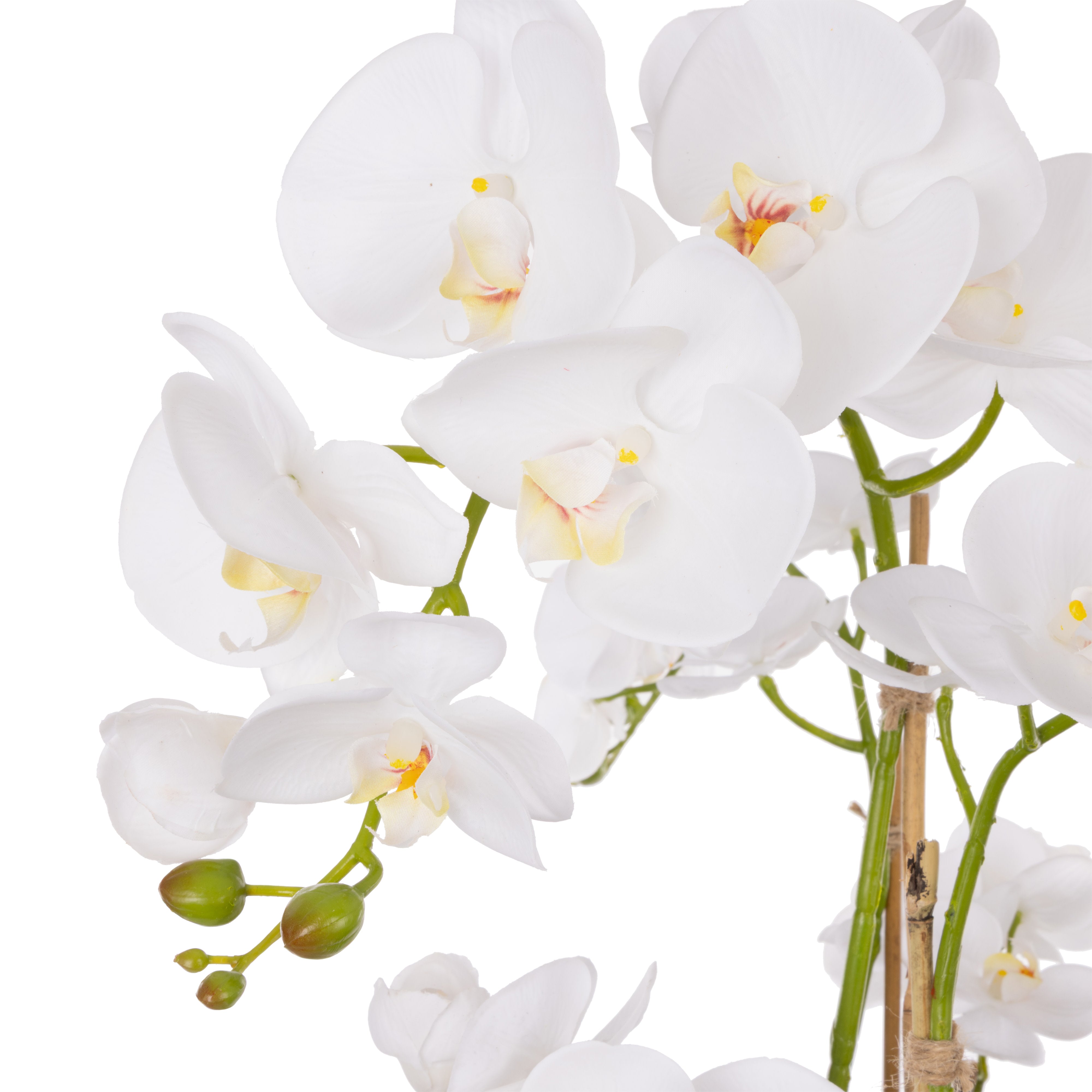 Rogue Phalaenopsis Orchid - Pali Metal Bowl