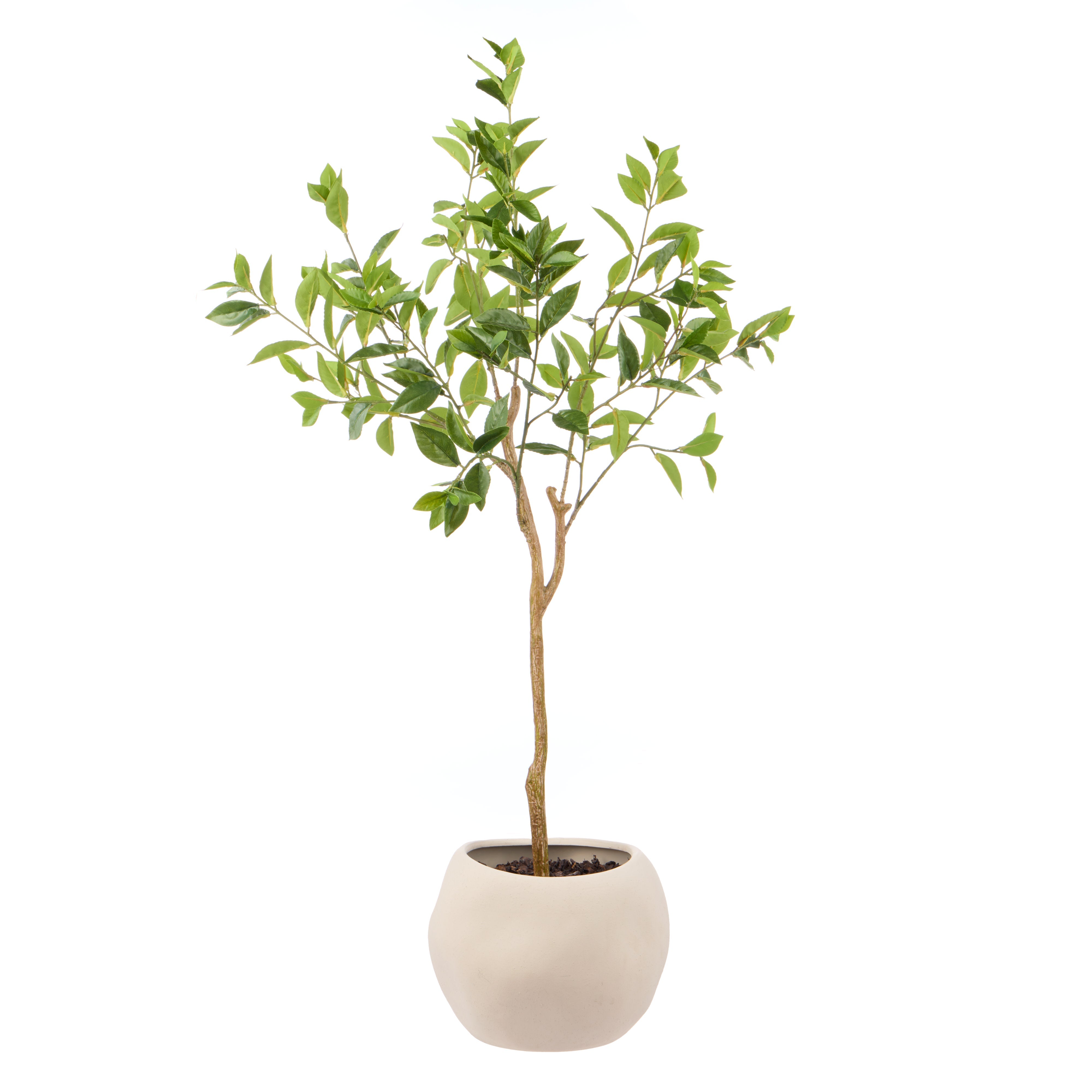 Rogue Ficus - Lyon Organic Bowl Planter Natural