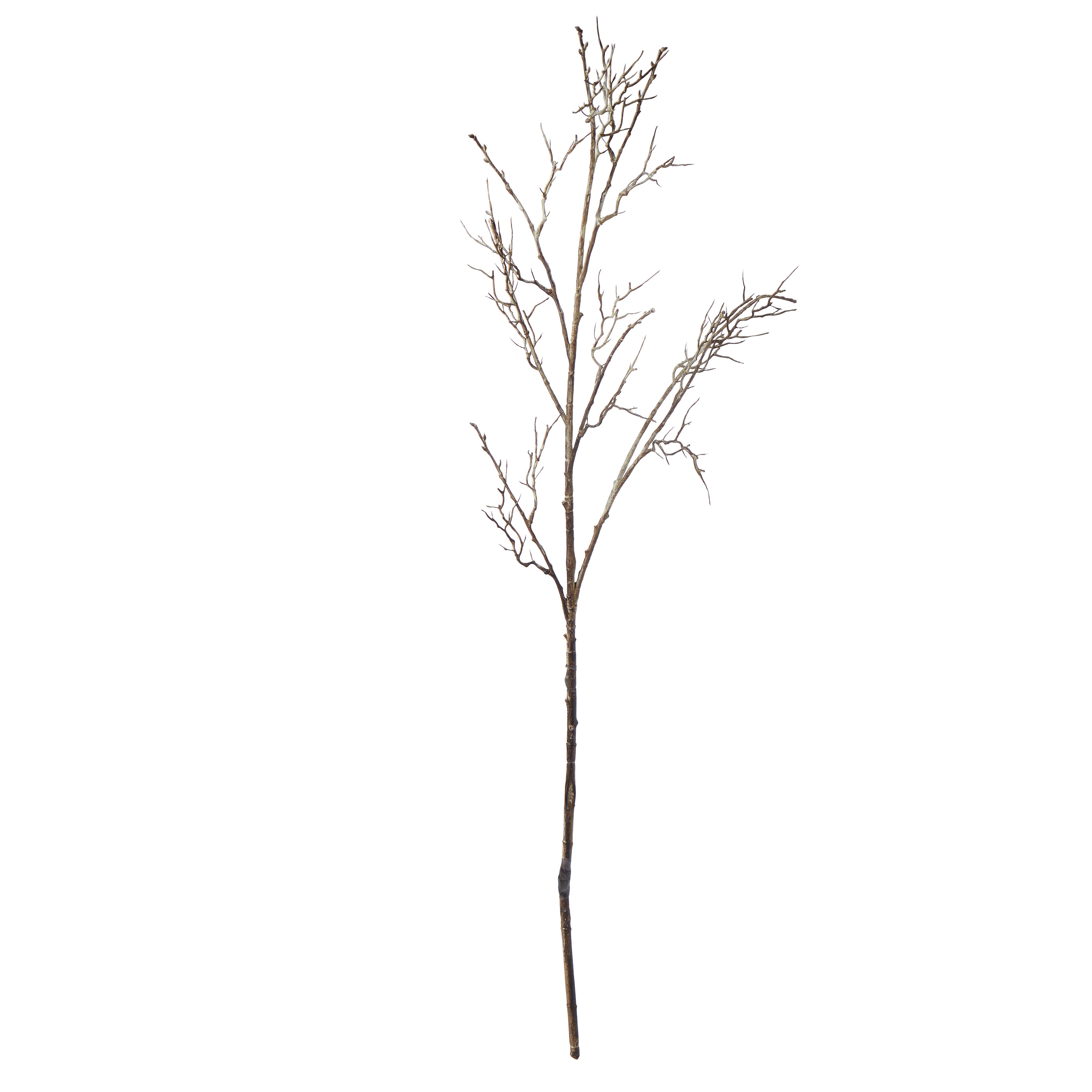 Rogue Twig Branch